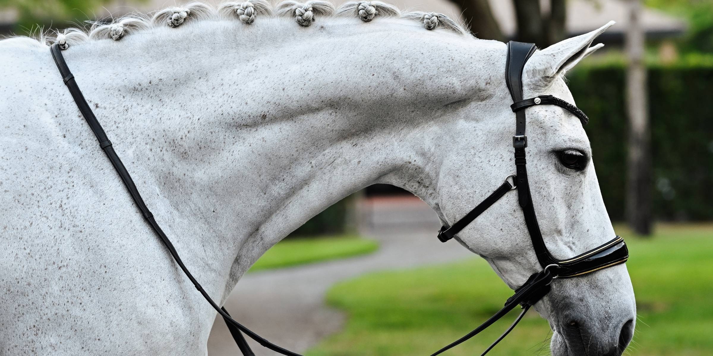 Riding free: The rise of bitless bridles and neck ropes