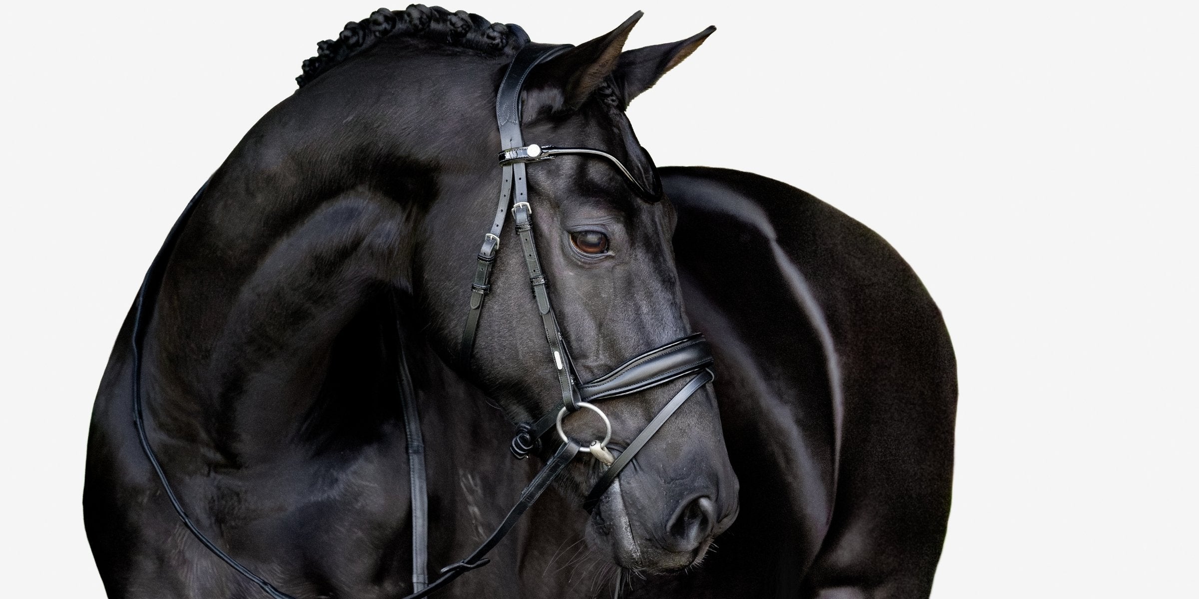 What do bits have to do with bridle fit? More than you might think
