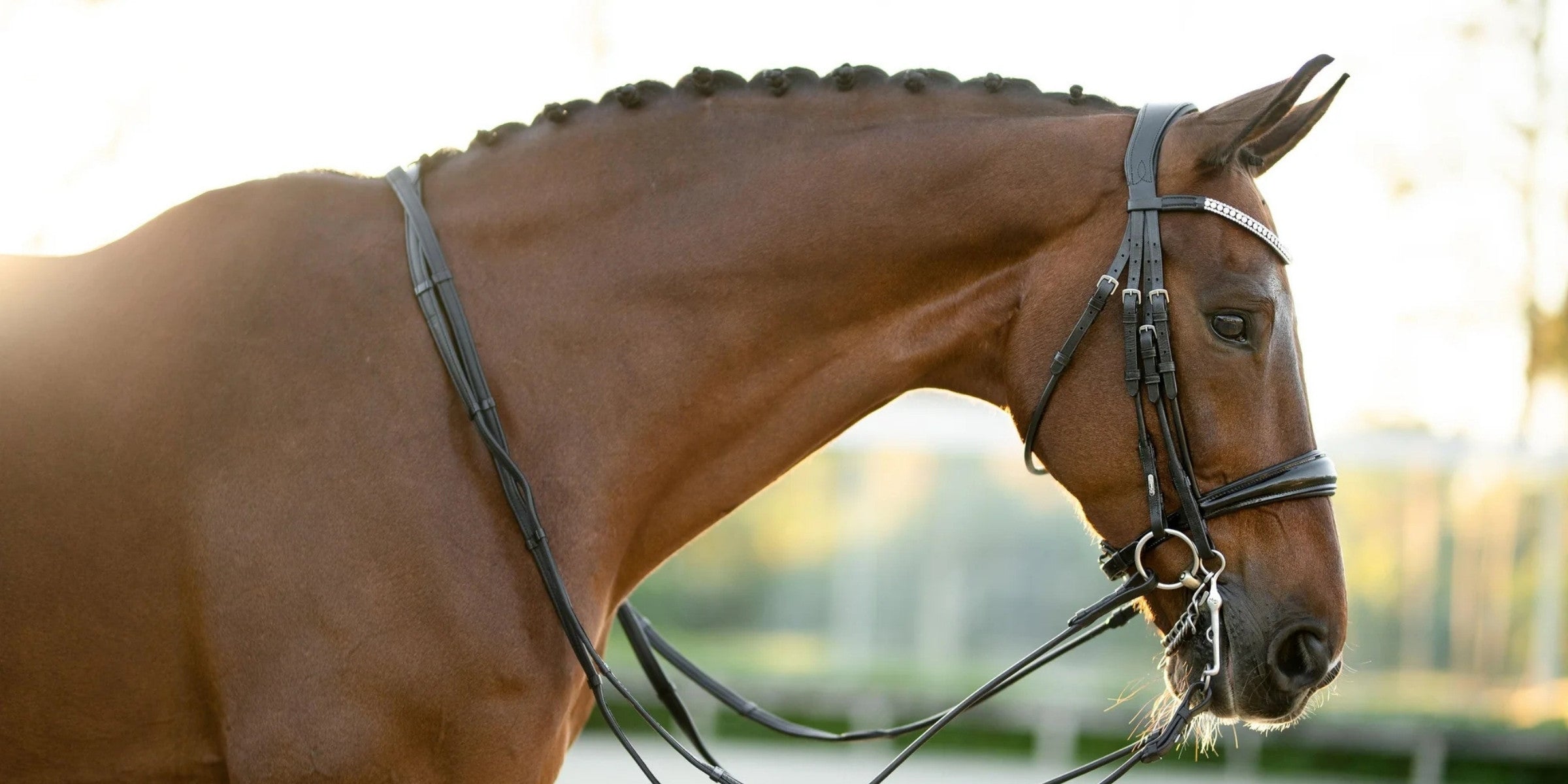 Understanding Leather Bloom: What It Is and How to Care for Your Leather Bridles