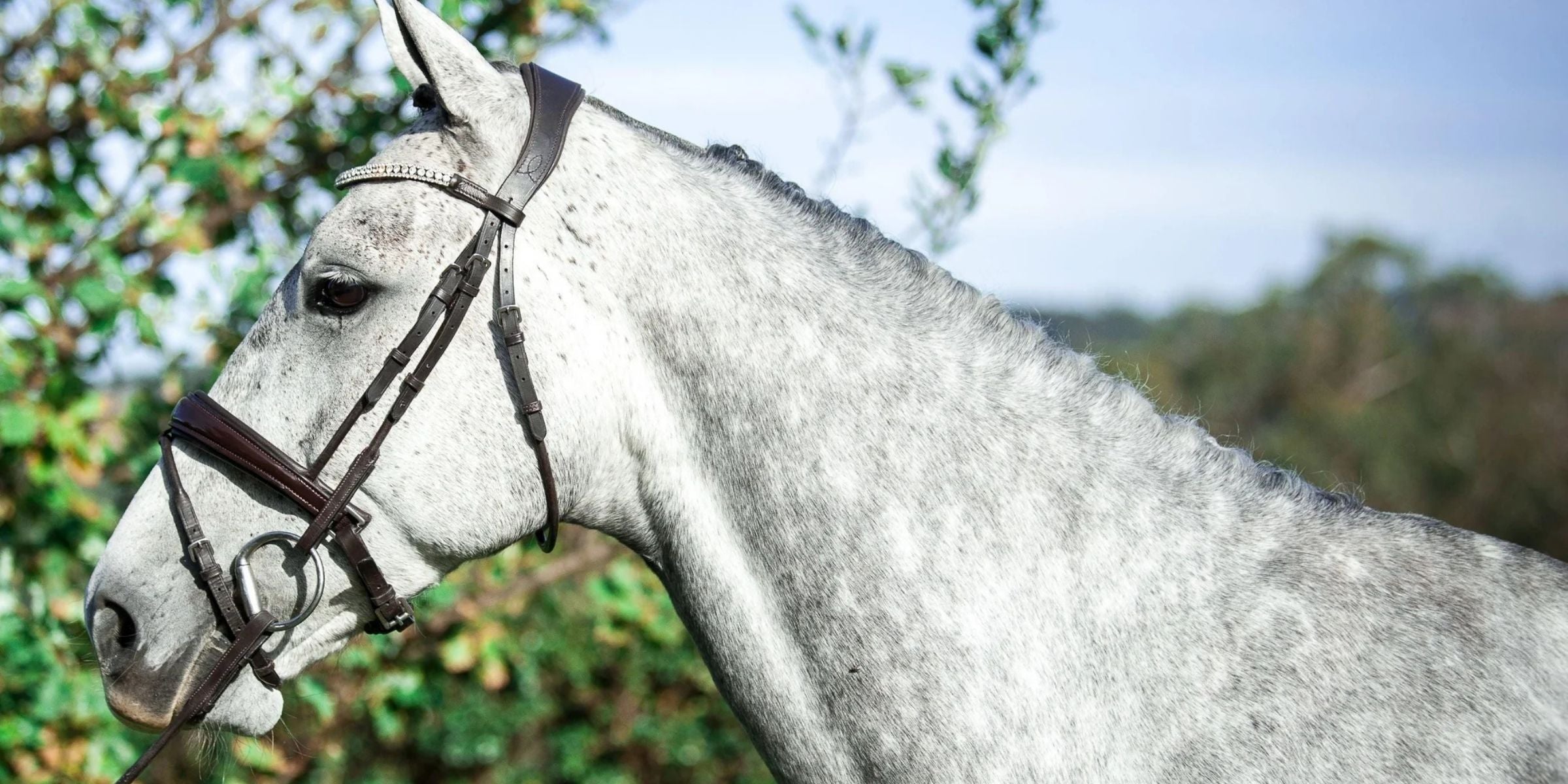 WHAT BRIDLE SHOULD I CHOOSE?