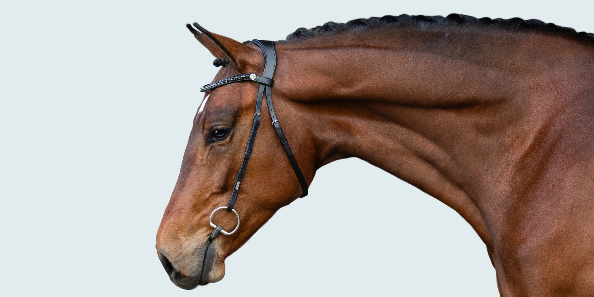 Understanding nosebands: A guide to the most common noseband styles