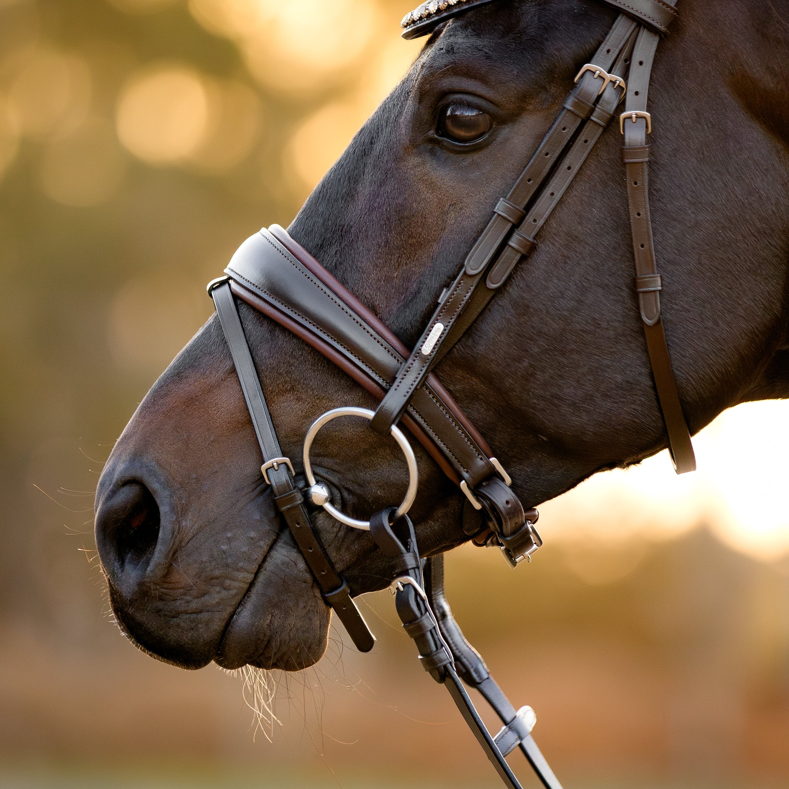 Does my bridle fit?