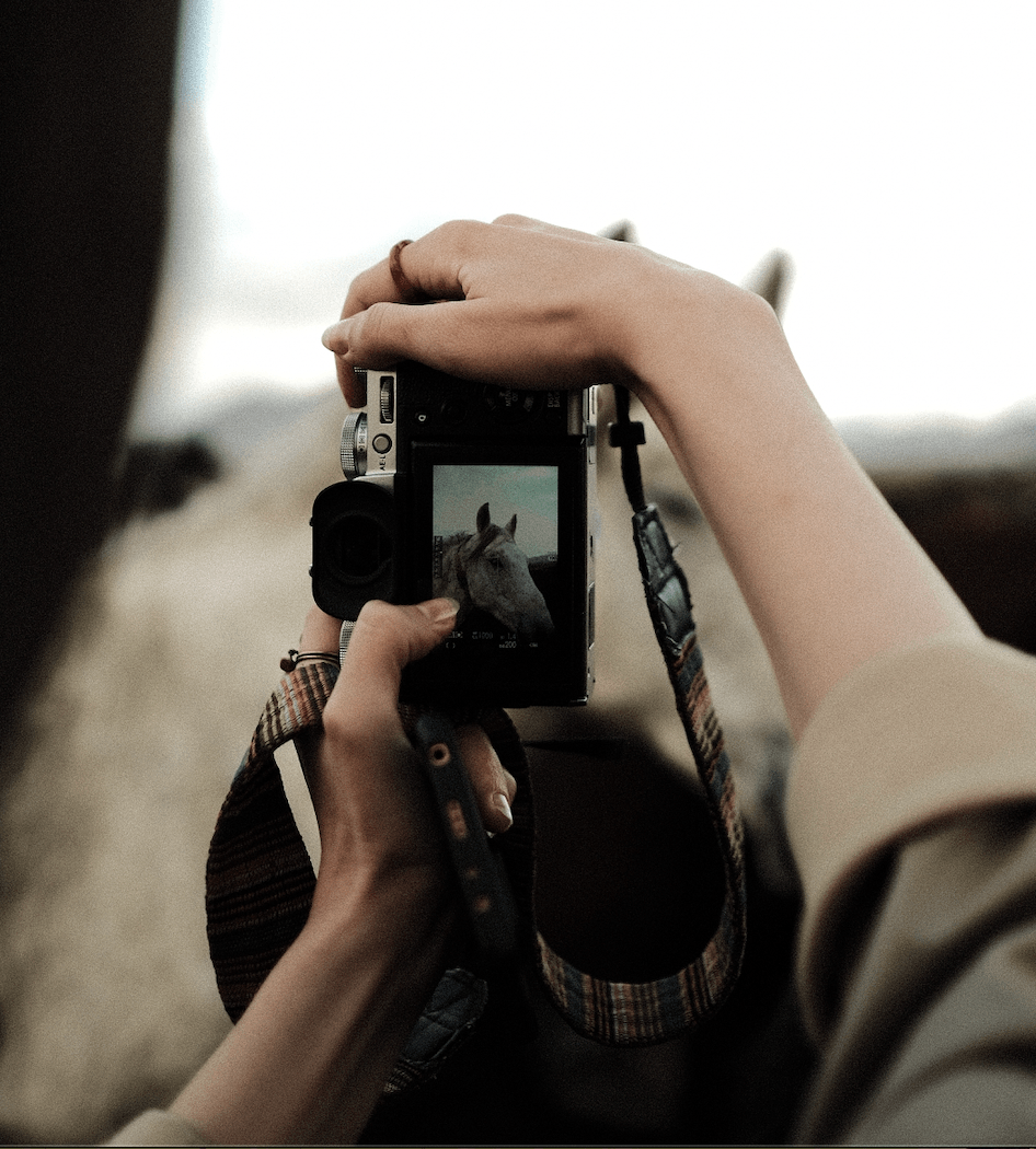 Horse Photography Tips and Tricks: How to Capture the Beauty of Your Equine Companion