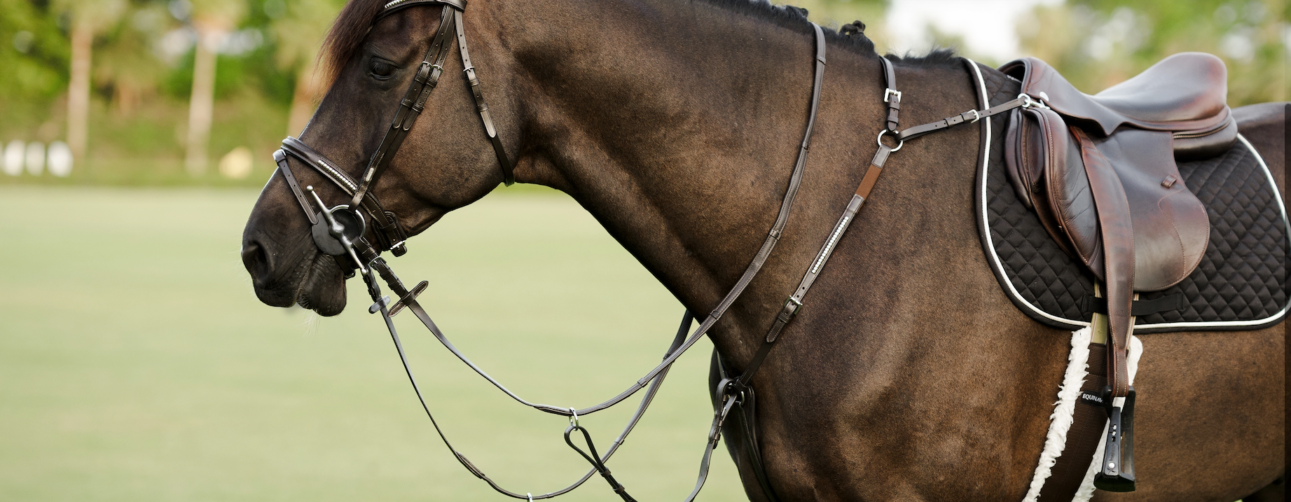 Why breastplates are the most underrated piece of tack