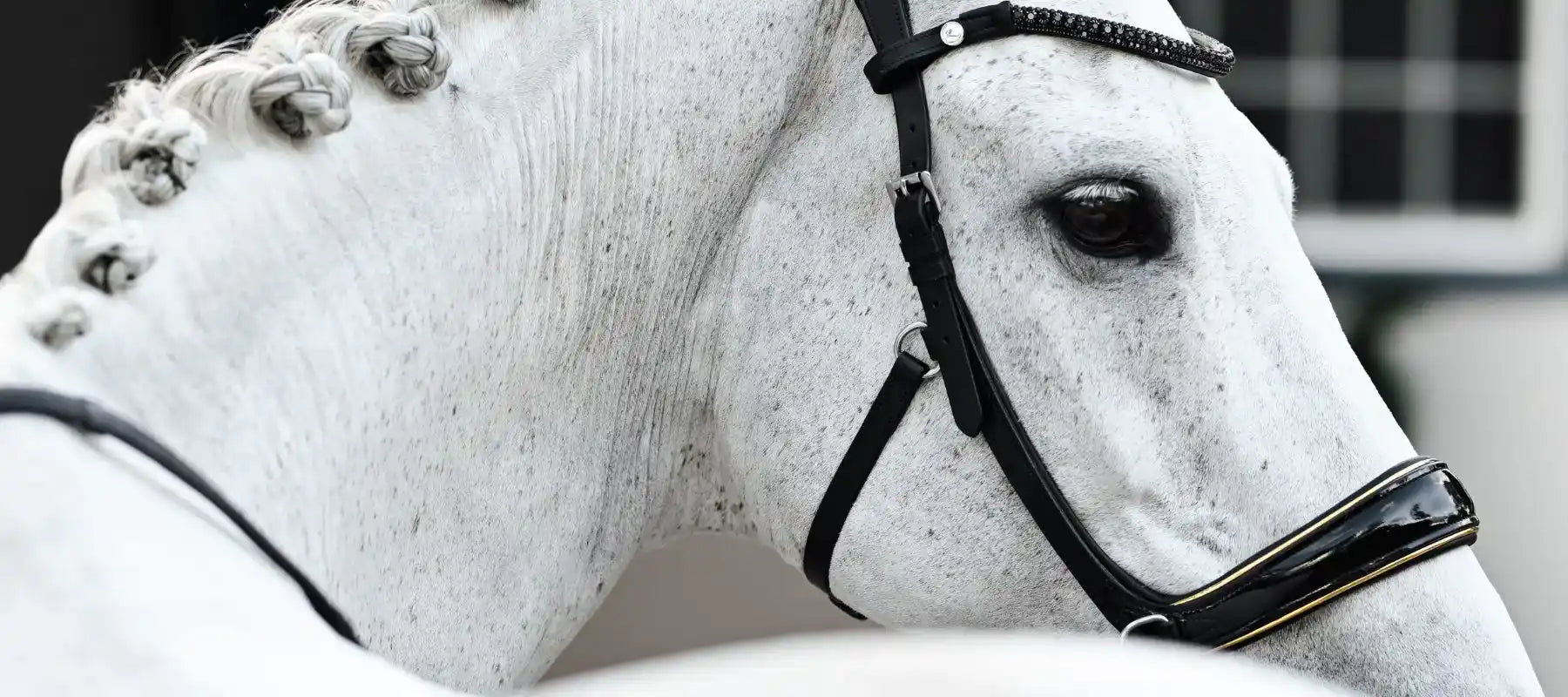 Riding free: The rise of bitless bridles and neck ropes