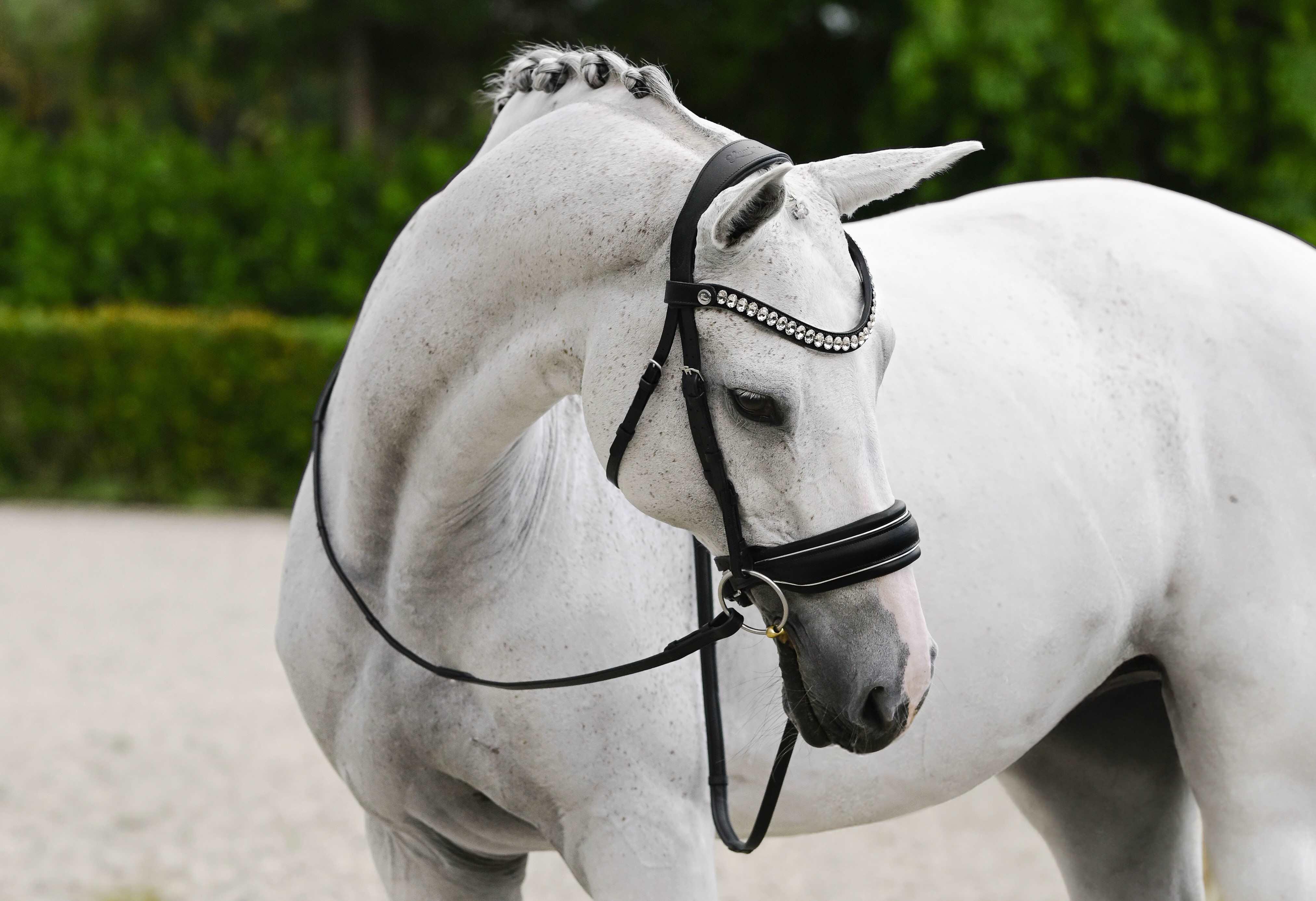 Bridles: signature collection