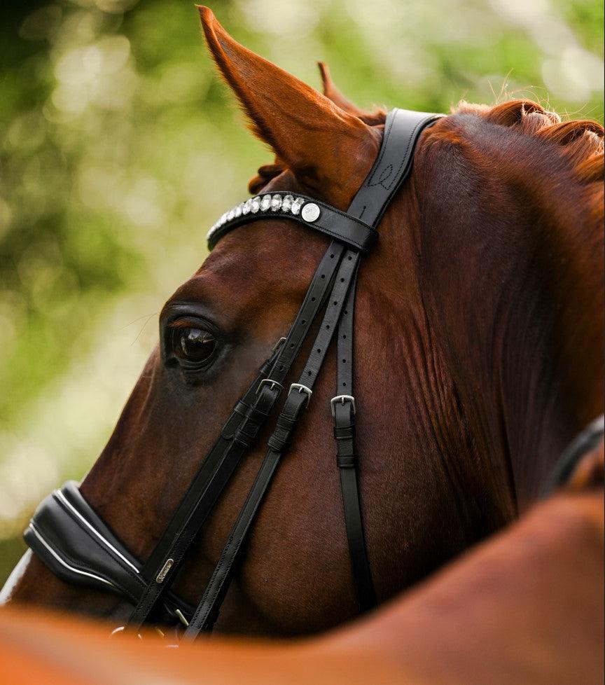 NEW RELEASE BRIDLES