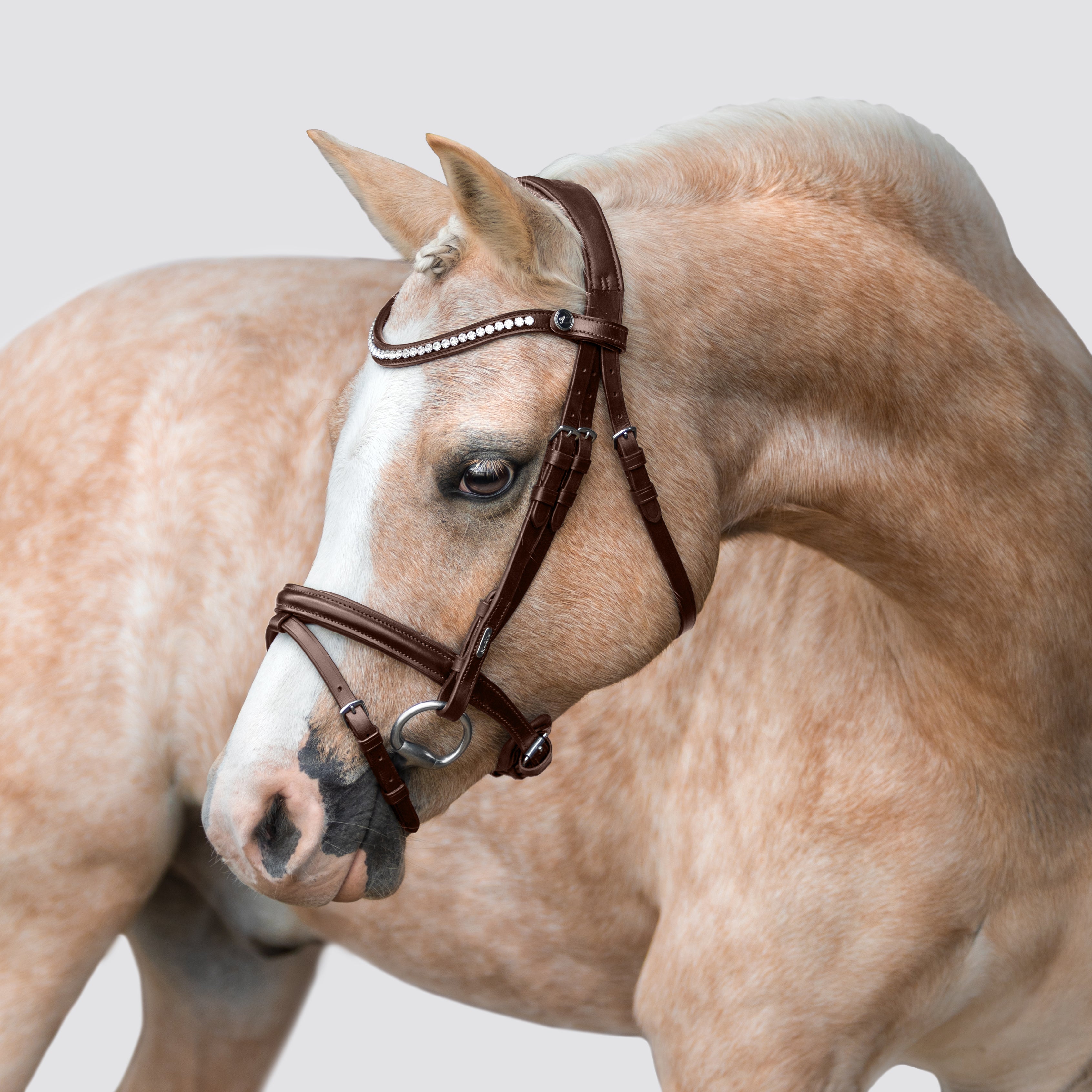 Light Horse In Brown Bridle