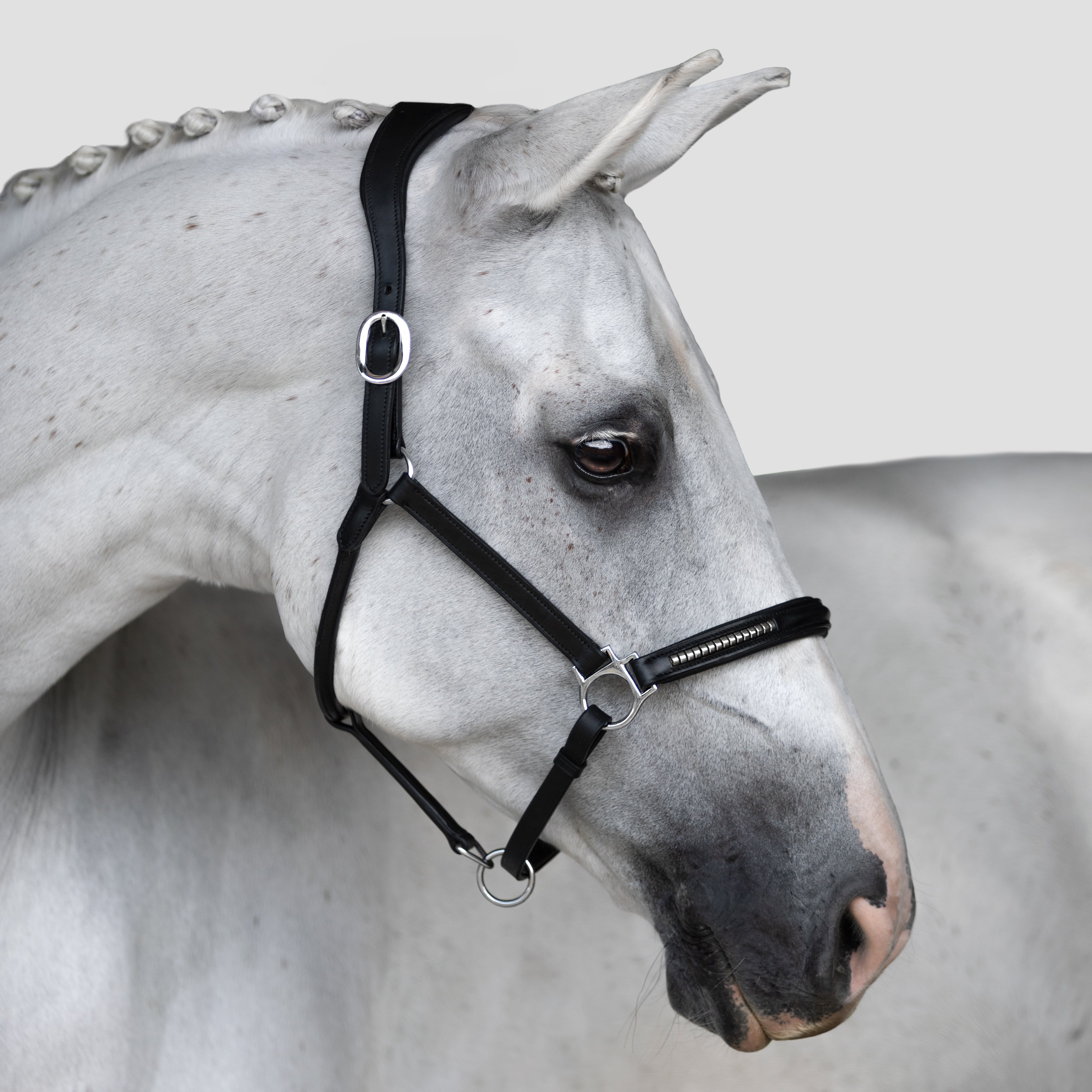 Perseus halter