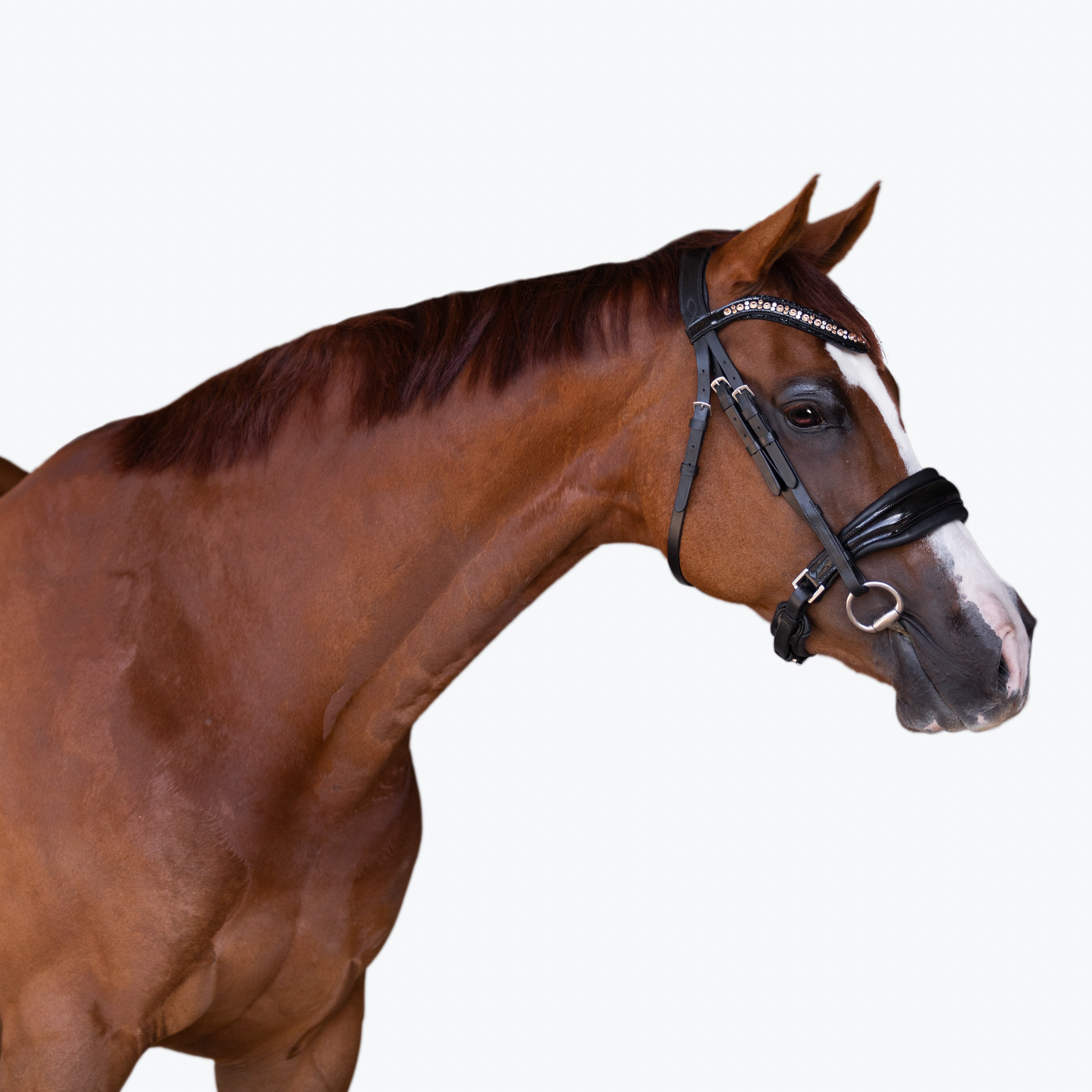'Ariana' bridle (cavesson) - Lumiere Equestrian
