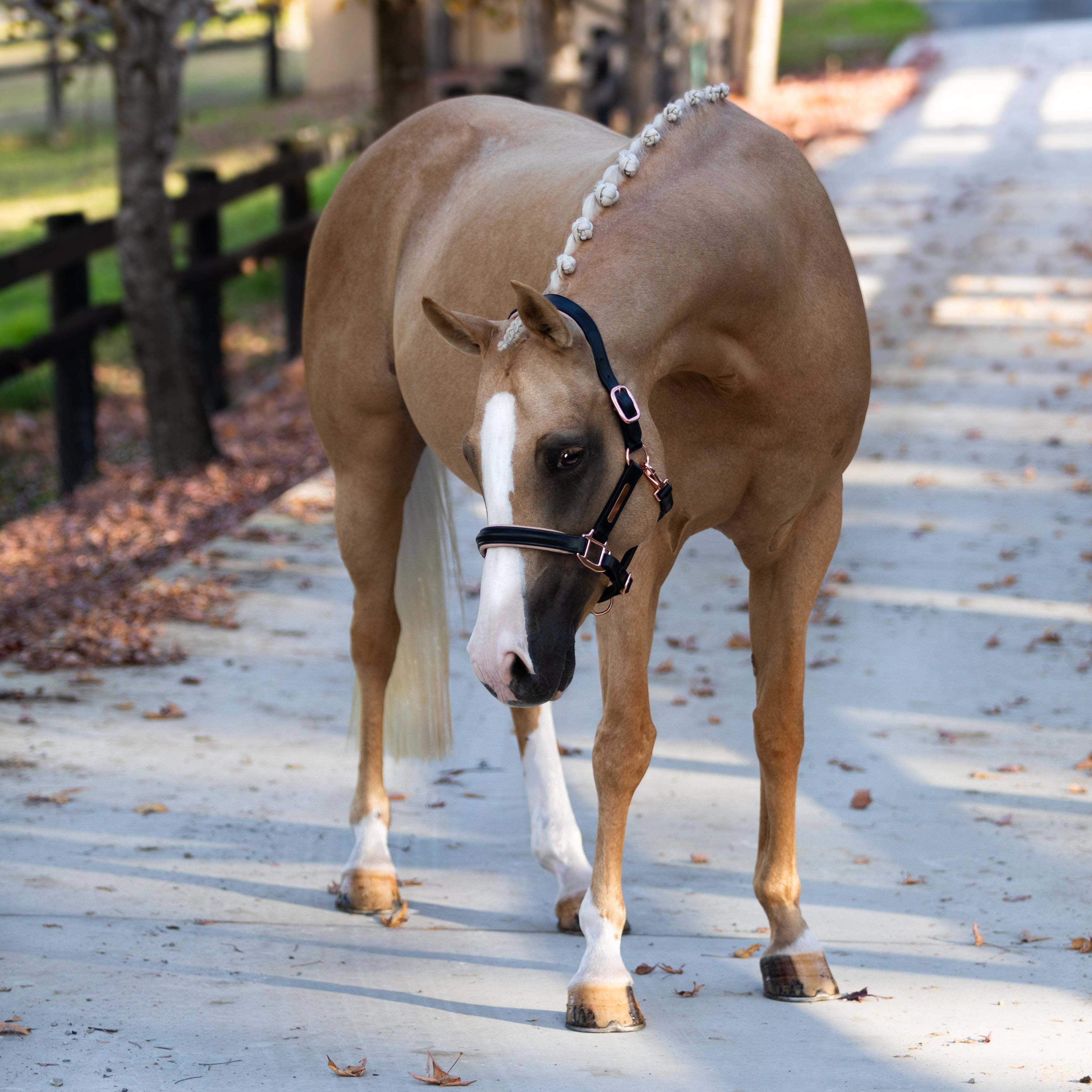 'Hollywood' leather halter - Lumiere Equestrian