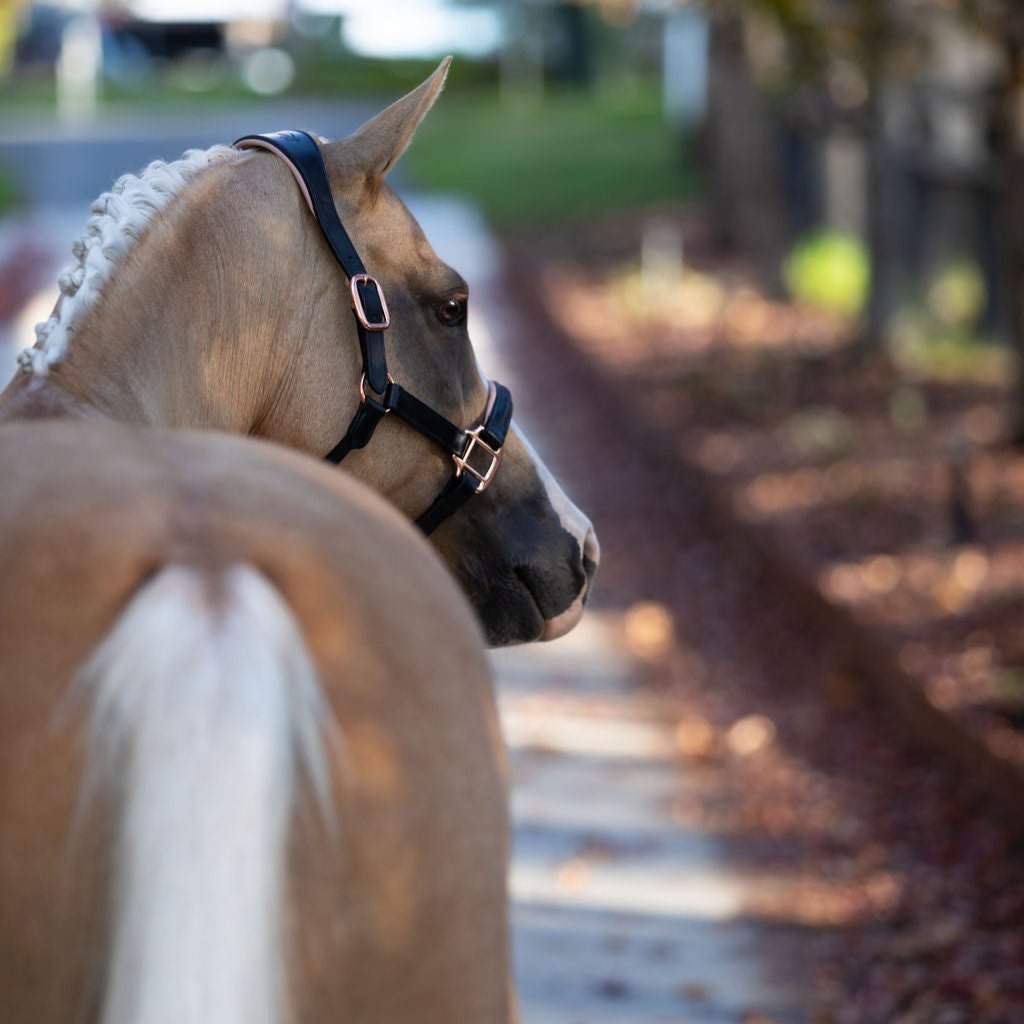 'Hollywood' leather halter (Lumi Pony) - Lumiere Equestrian