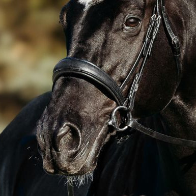 'Abigail' Leather Bridle (Convertible)