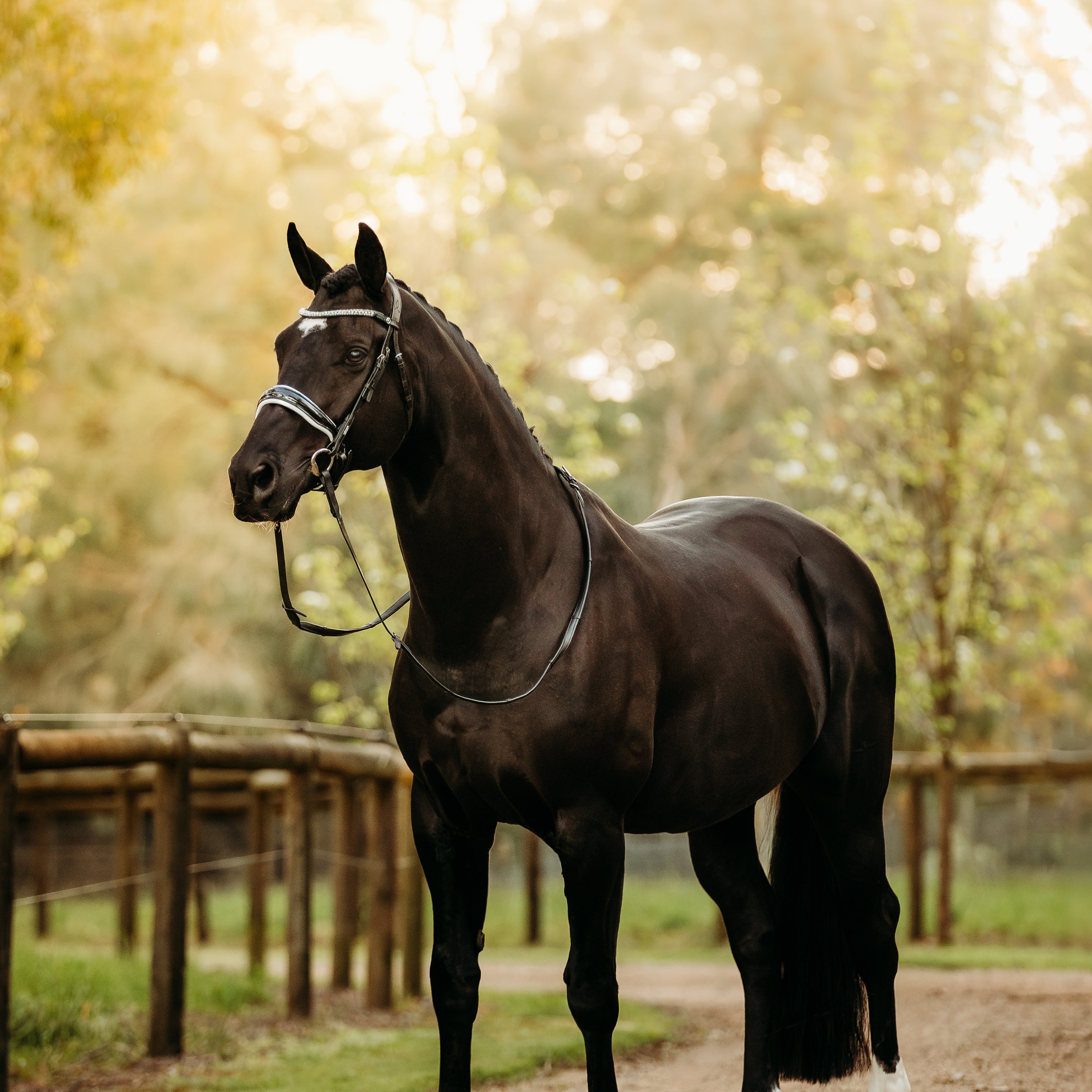 'Adeline' Leather Bridle (Cavesson)