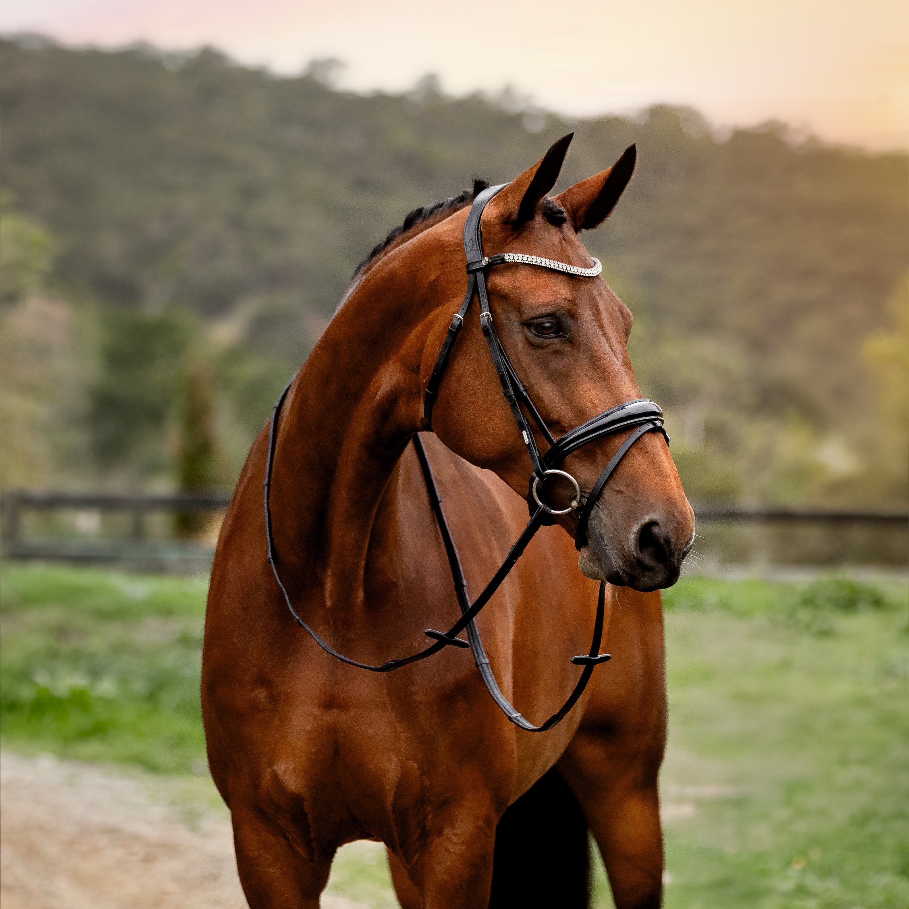 'Amie' Flat Leather Bridle (Hanoverian) - Lumiere Equestrian