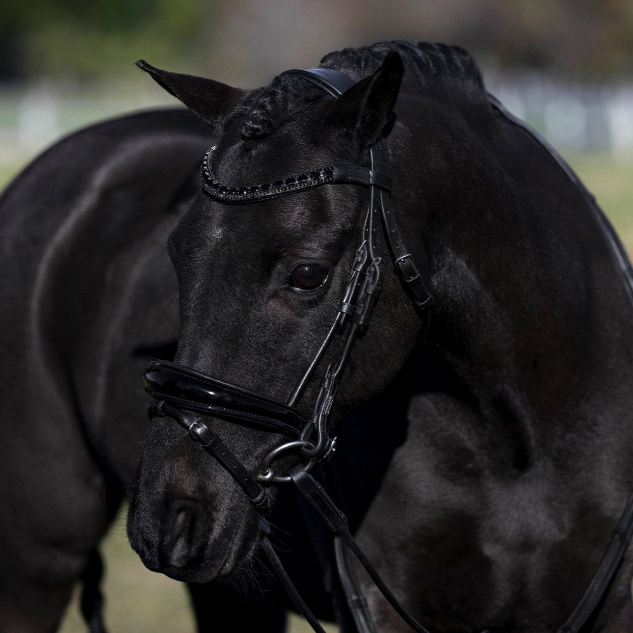'Audrey' Rolled Leather Bridle (Hanoverian) (Lumi Pony) - Lumiere Equestrian