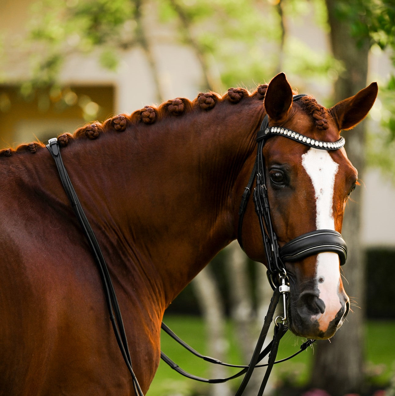 Diva (double) - Lumiere Equestrian