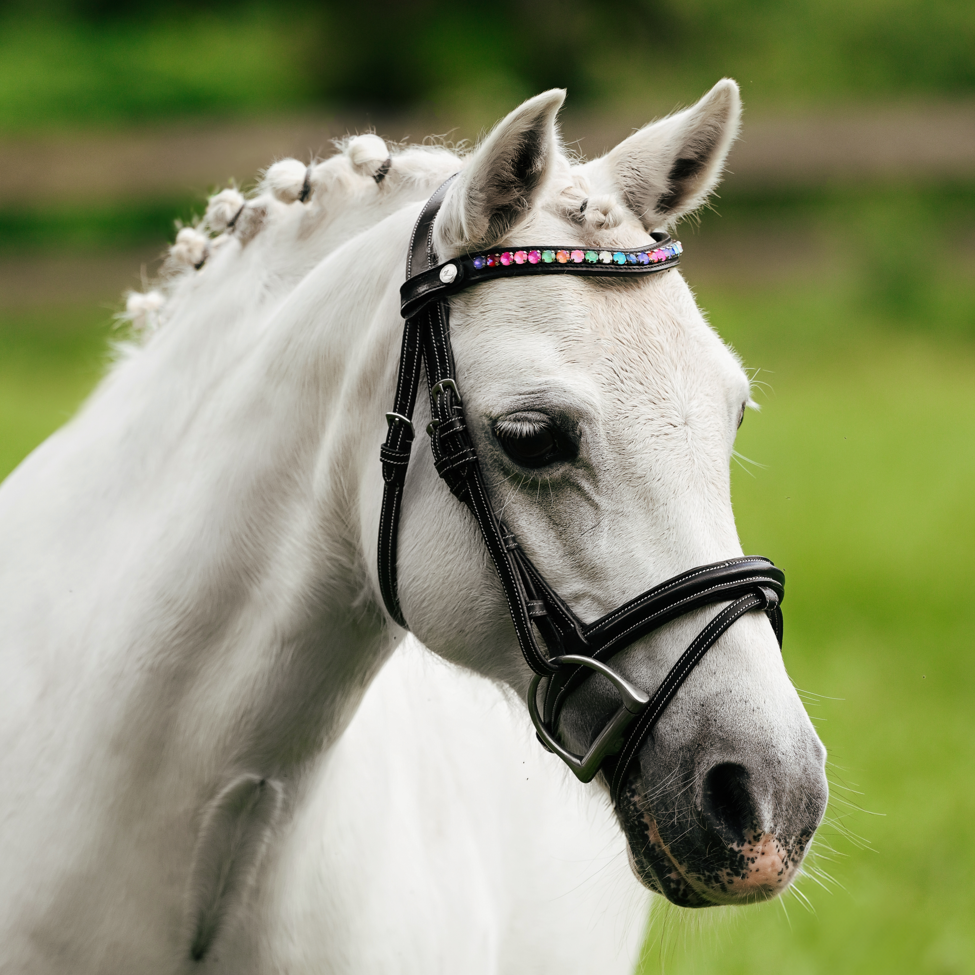 Rainbow bridle (convertible) (Lumi Pony) (Clearance) - Lumiere Equestrian