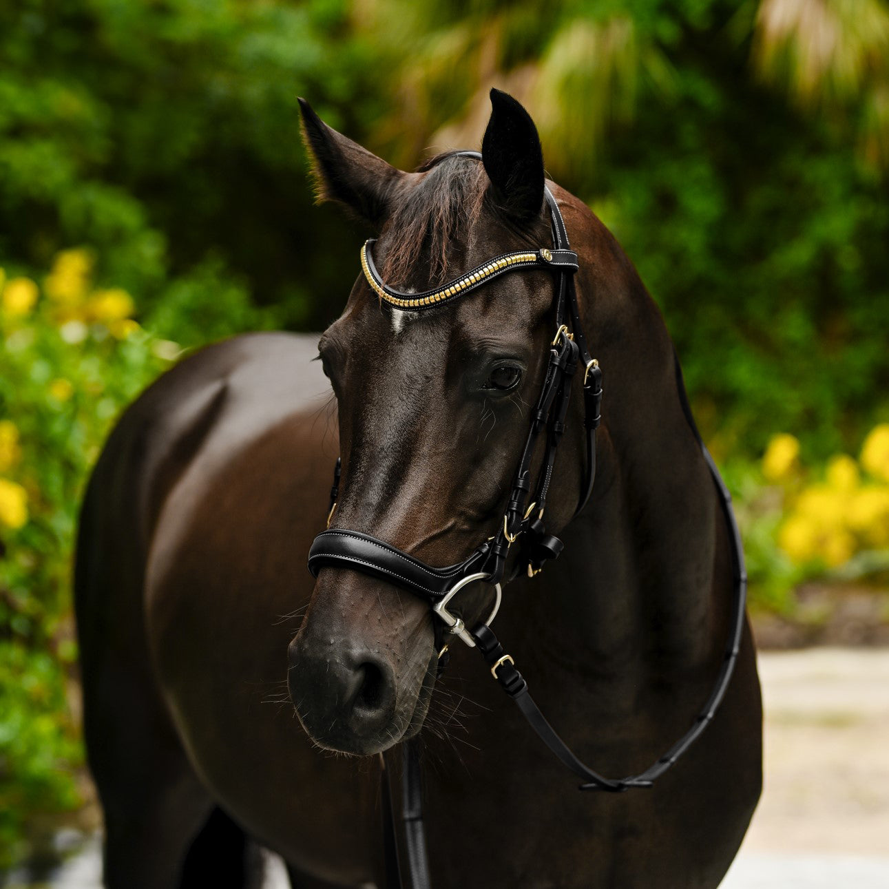 Dallas bridle - Lumiere Equestrian