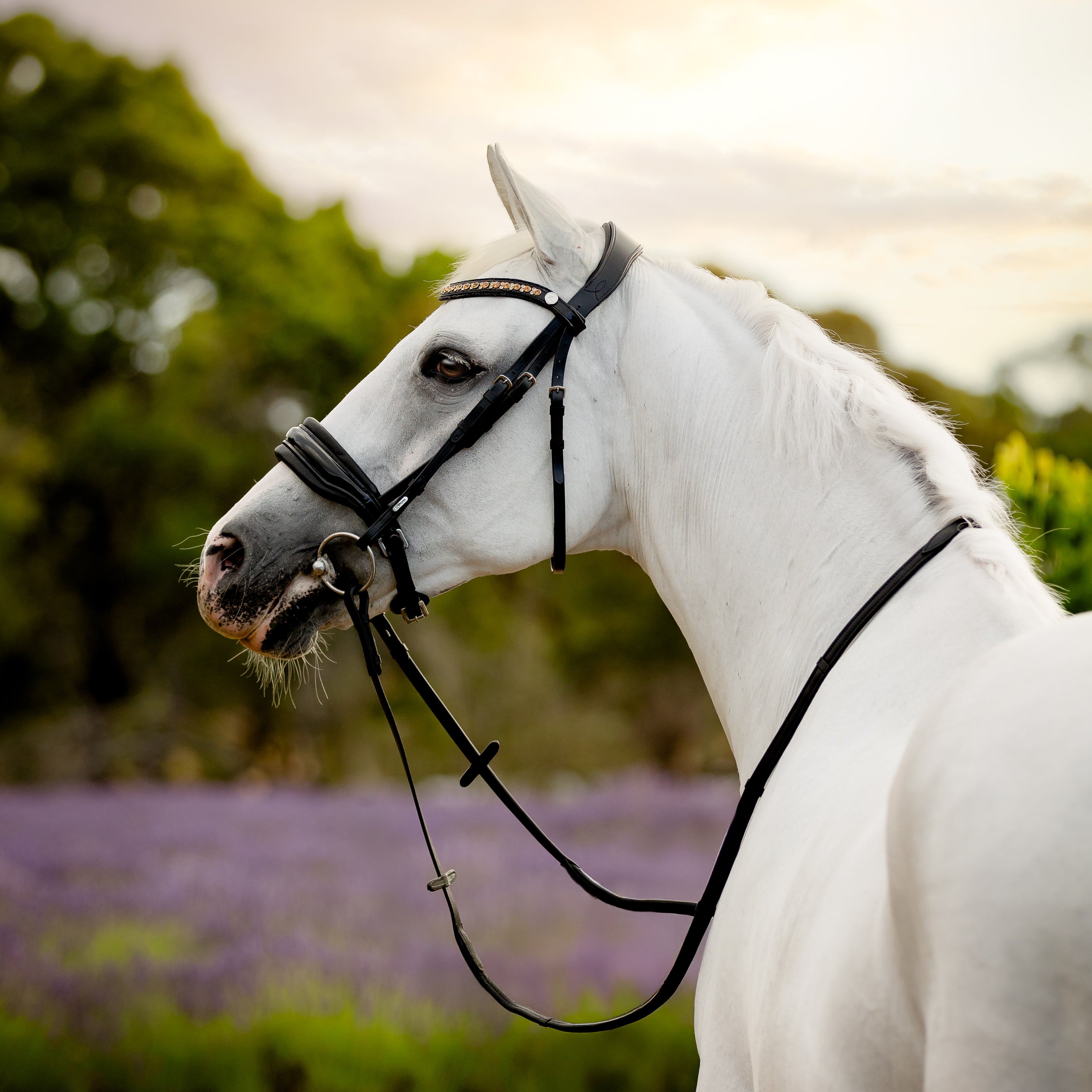 'Ariana' bridle (cavesson)