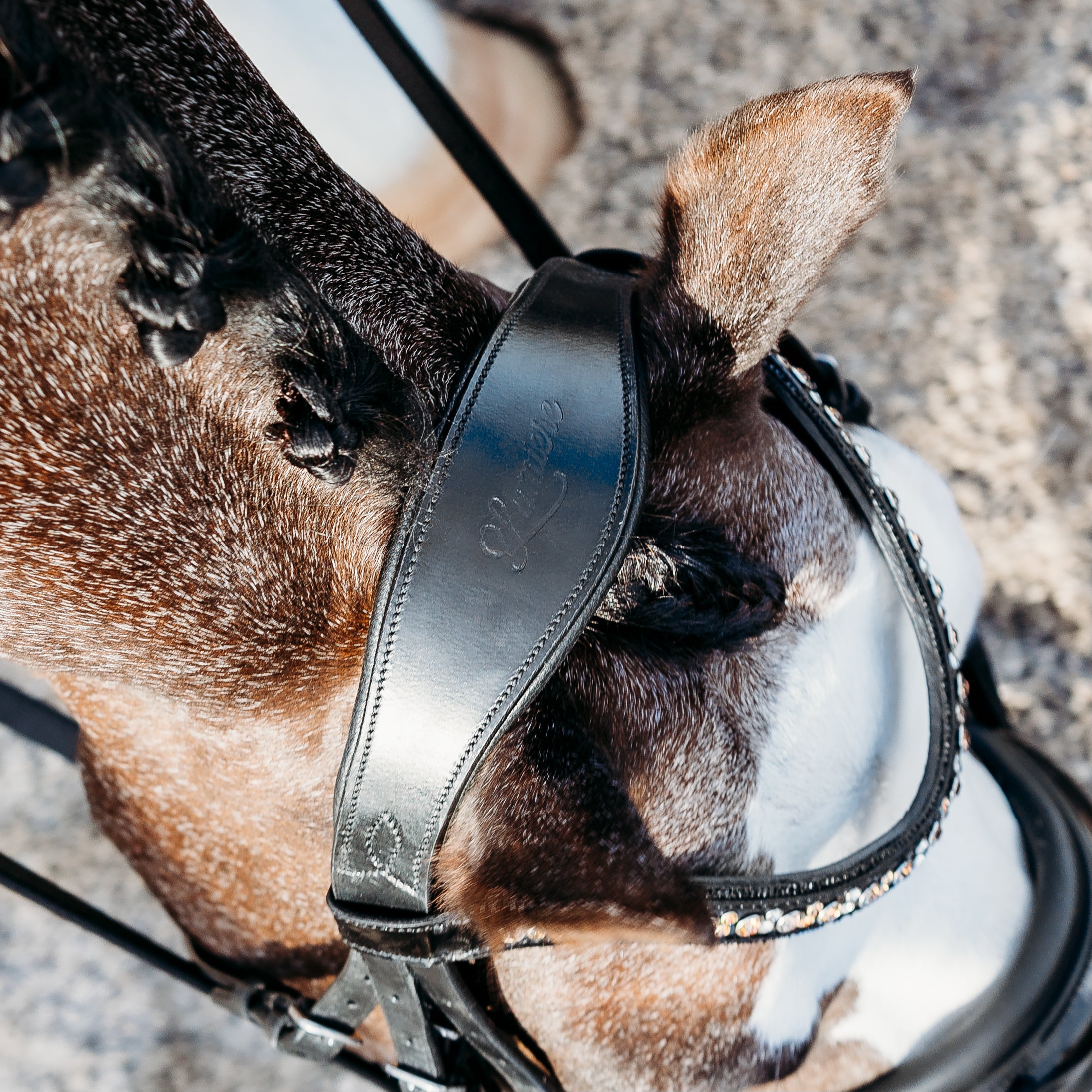 'Ariana' bridle (double) (Lumi Pony) - Lumiere Equestrian