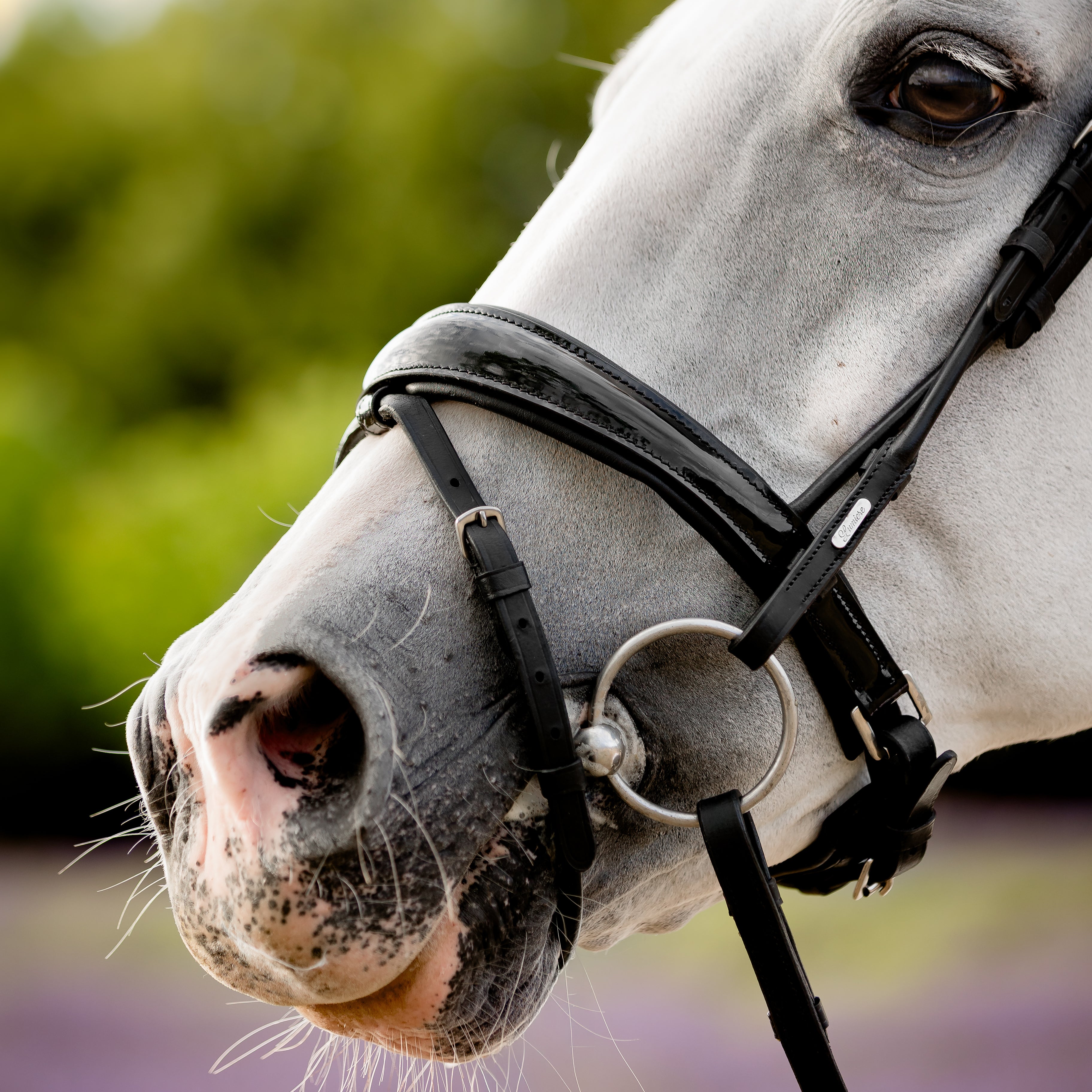 'Audrey' Rolled Leather Bridle (Hanoverian)