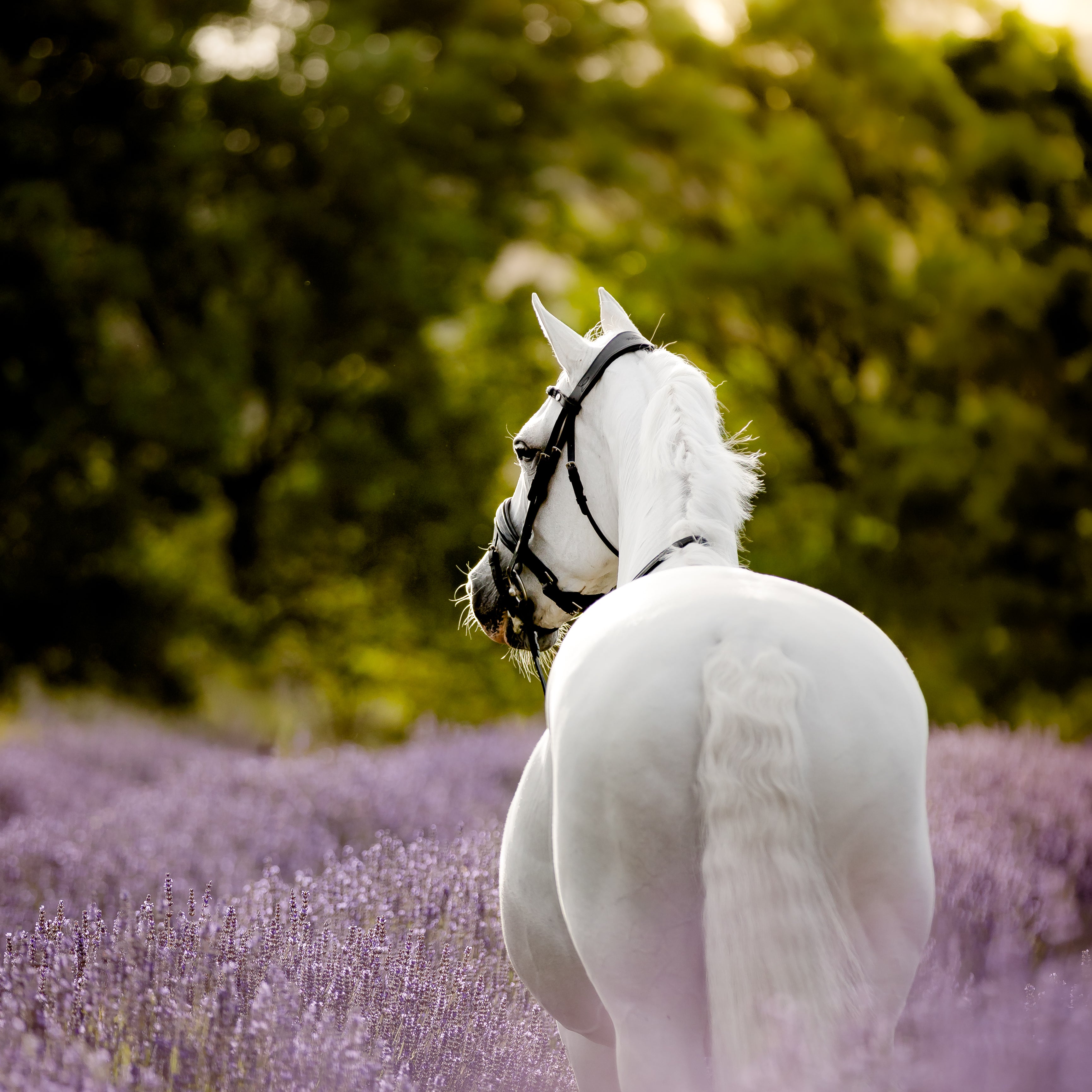 'Audrey' Rolled Leather Bridle (Hanoverian)