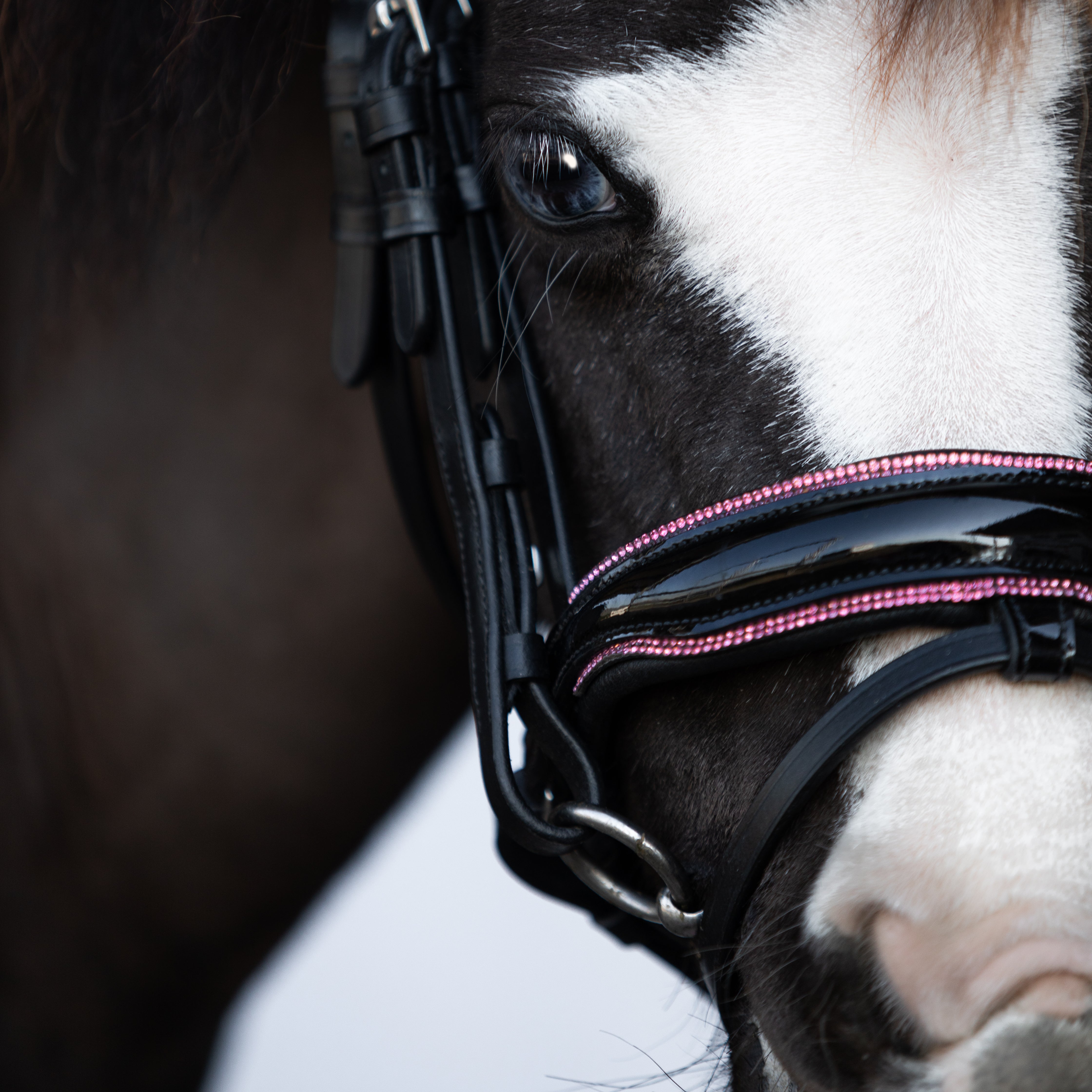 Fairyfloss bridle (Lumi Pony) - Lumiere Equestrian