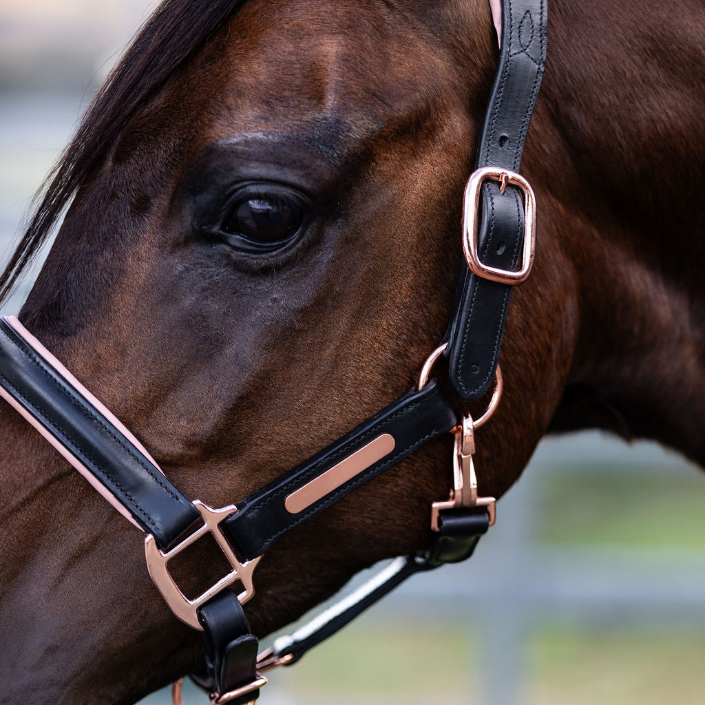 'Hollywood' leather halter (Lumi Pony) - Lumiere Equestrian