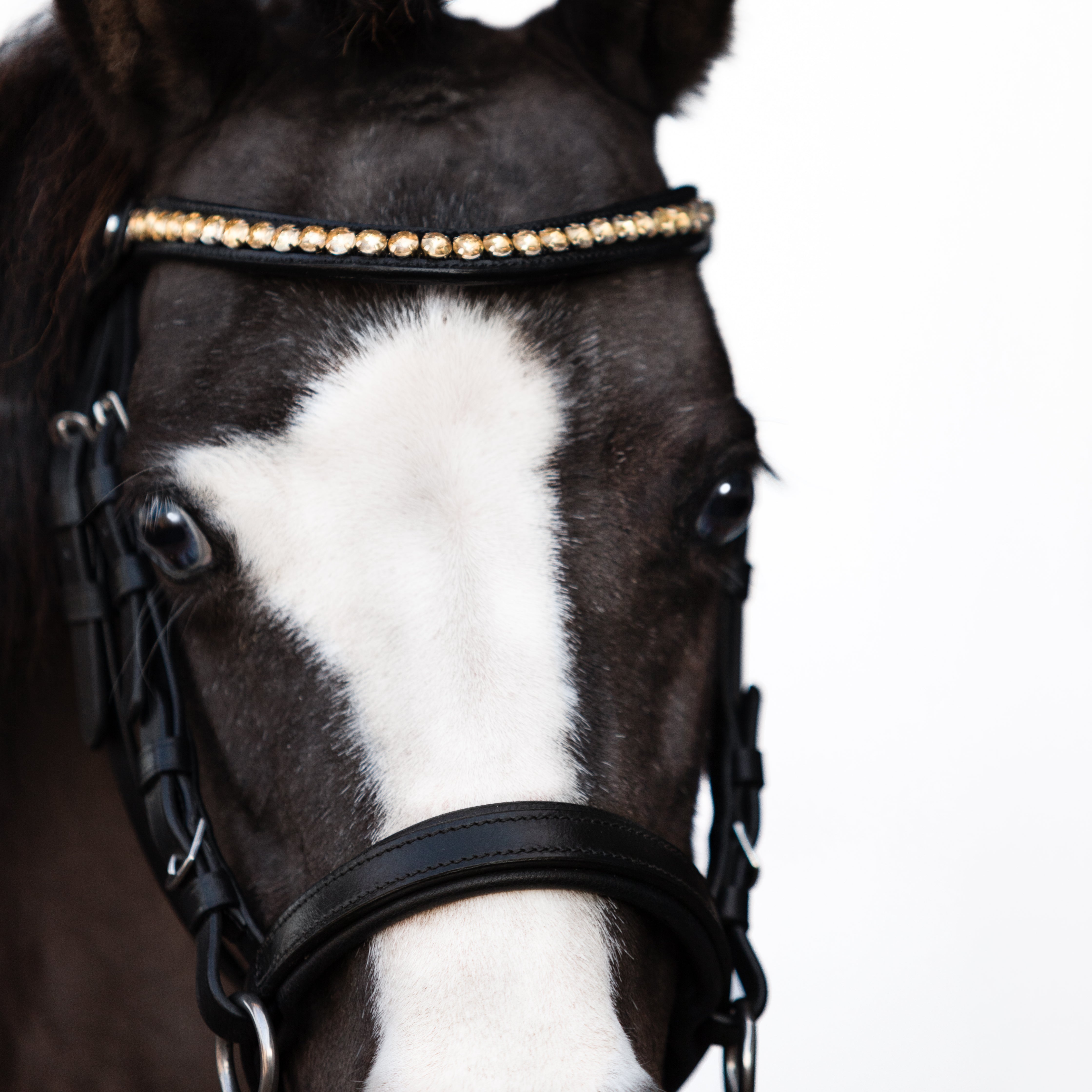 Iddy Biddy Bitless bridle (Lumi Pony) Clearance - Lumiere Equestrian