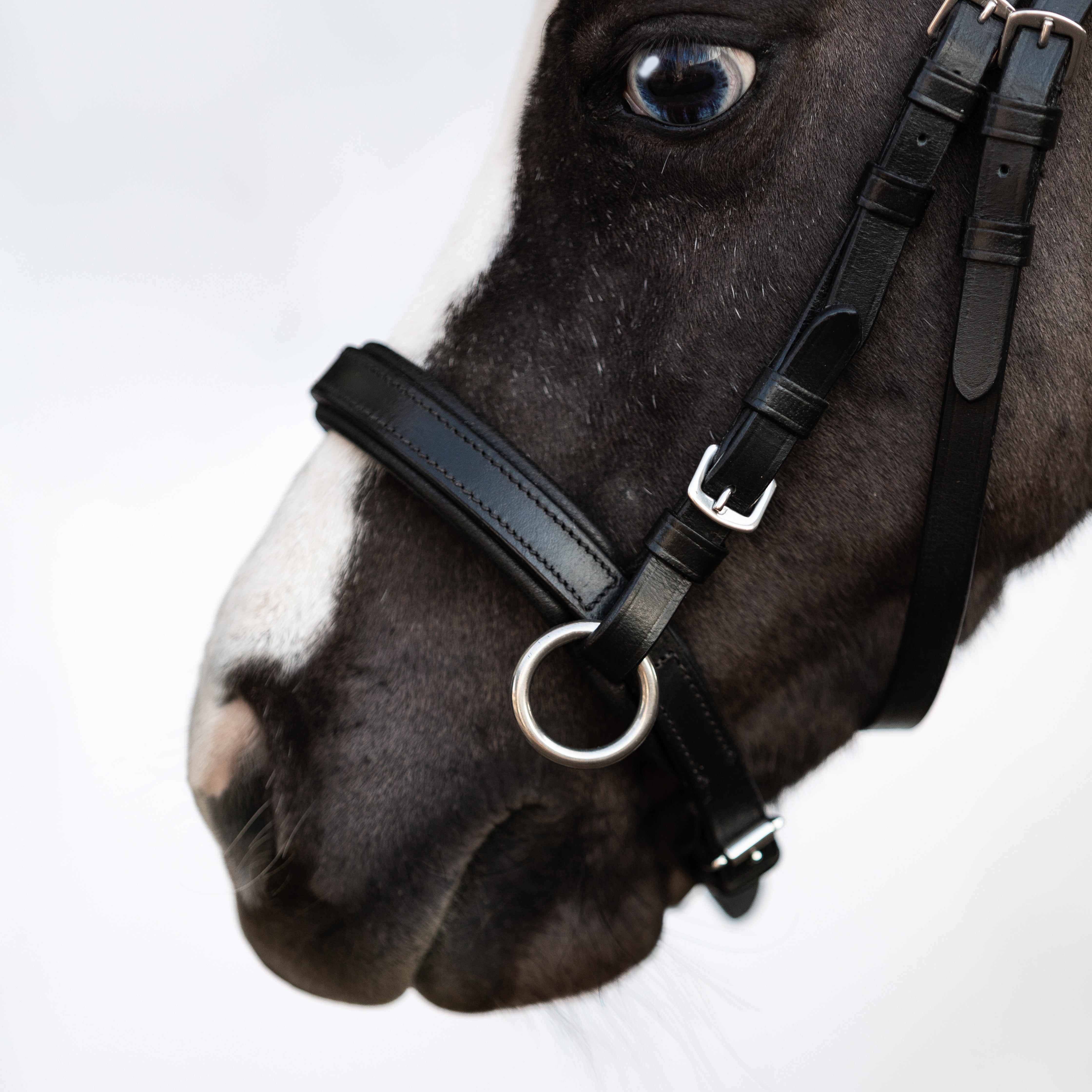 Iddy Biddy Bitless bridle (Lumi Pony) Clearance - Lumiere Equestrian