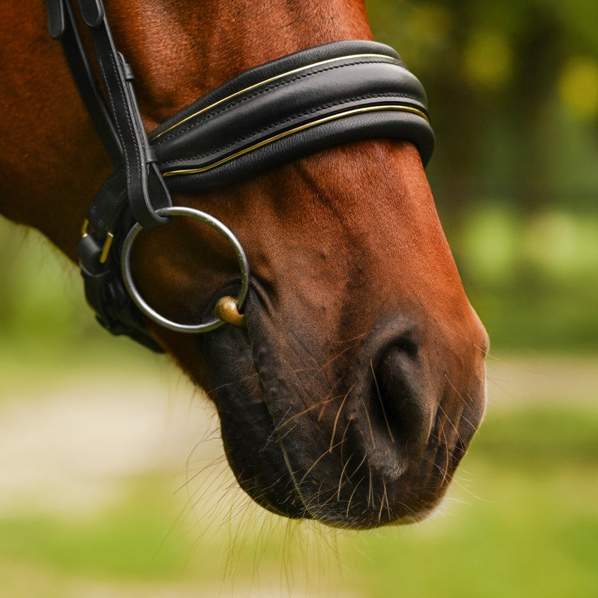 Delta bridle (cavesson) - Lumiere Equestrian