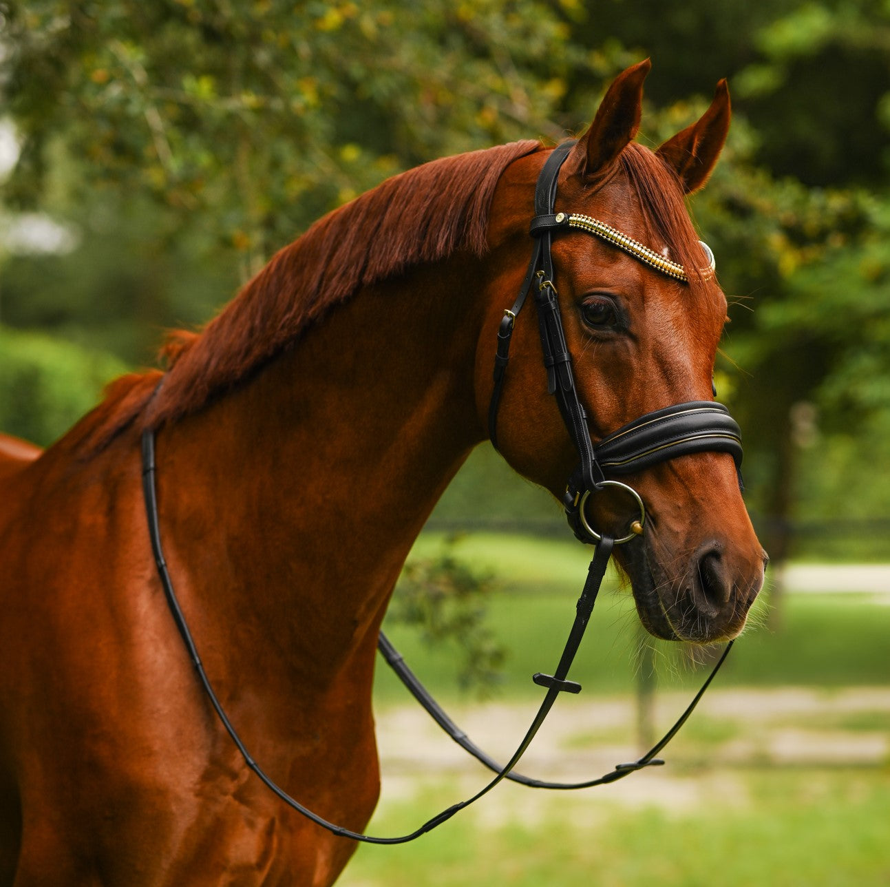 Delta bridle (cavesson) - Lumiere Equestrian