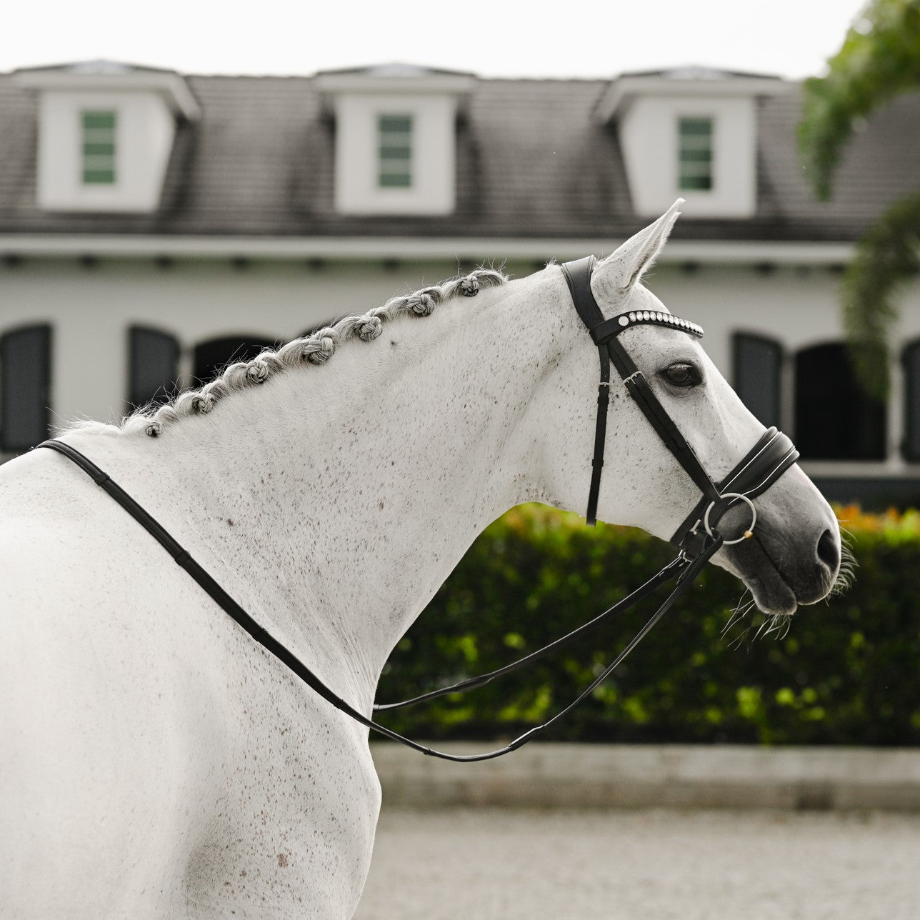 Diva bridle (cavesson) - Lumiere Equestrian