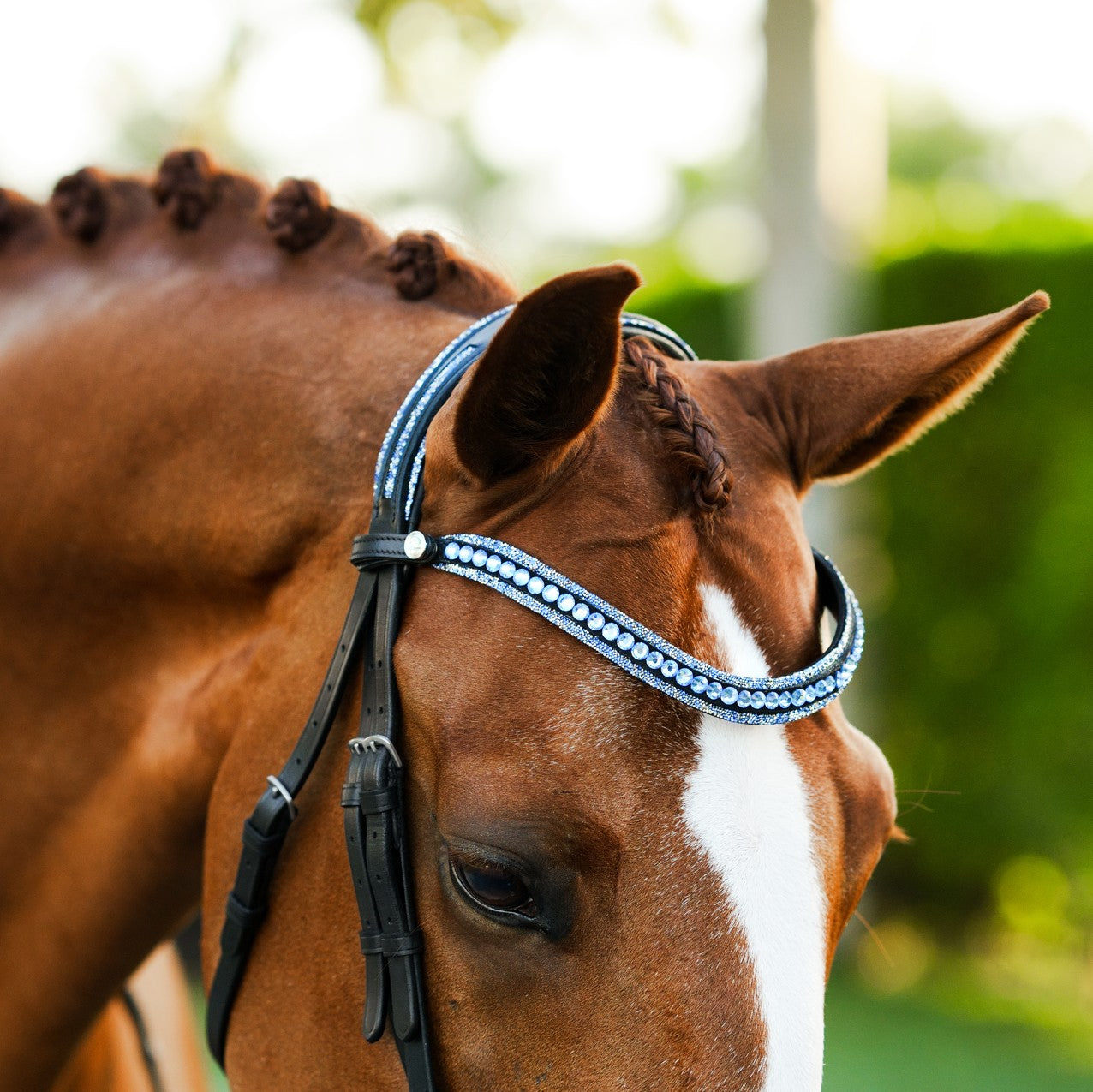 Paris bridle