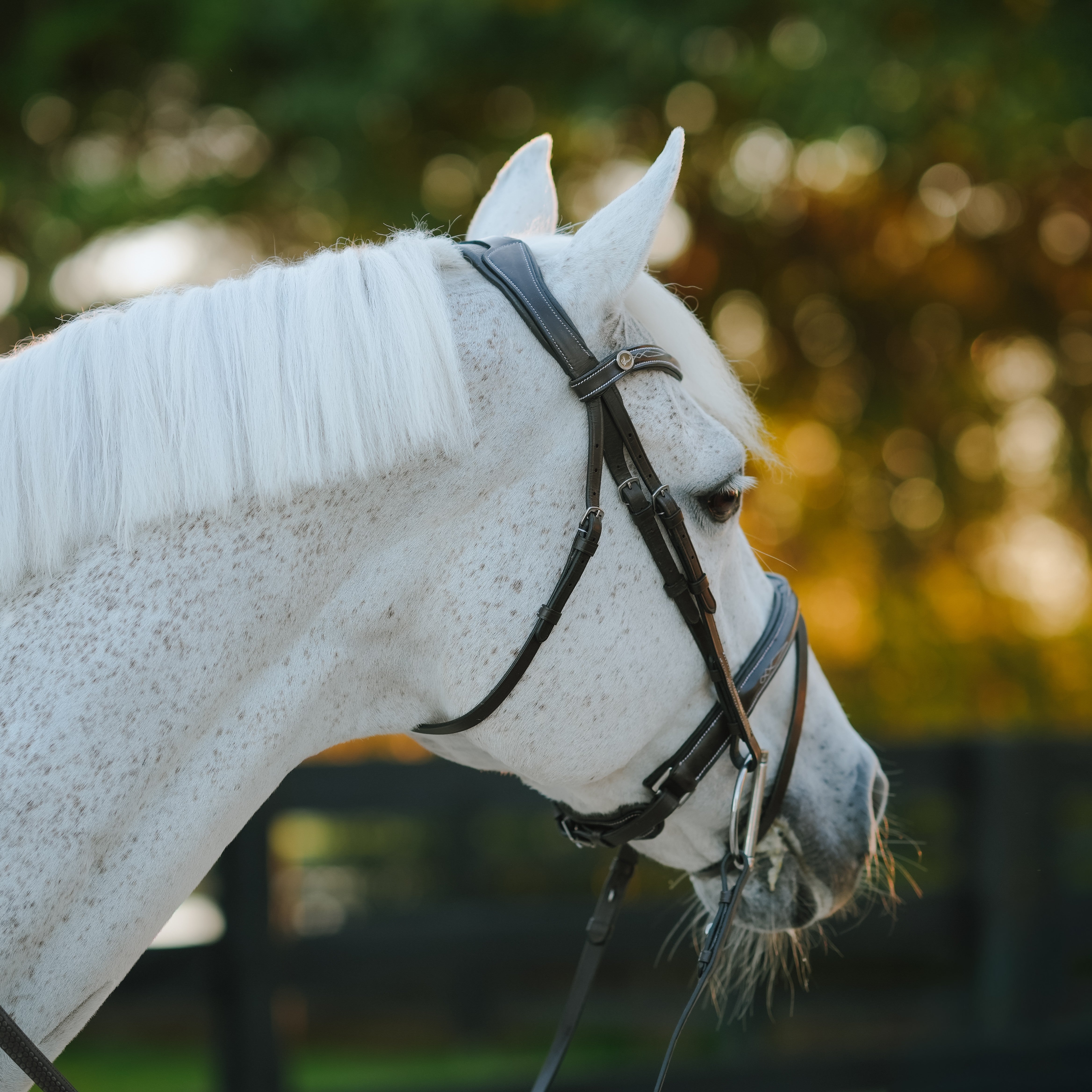'Milan' leather bridle (convertible)
