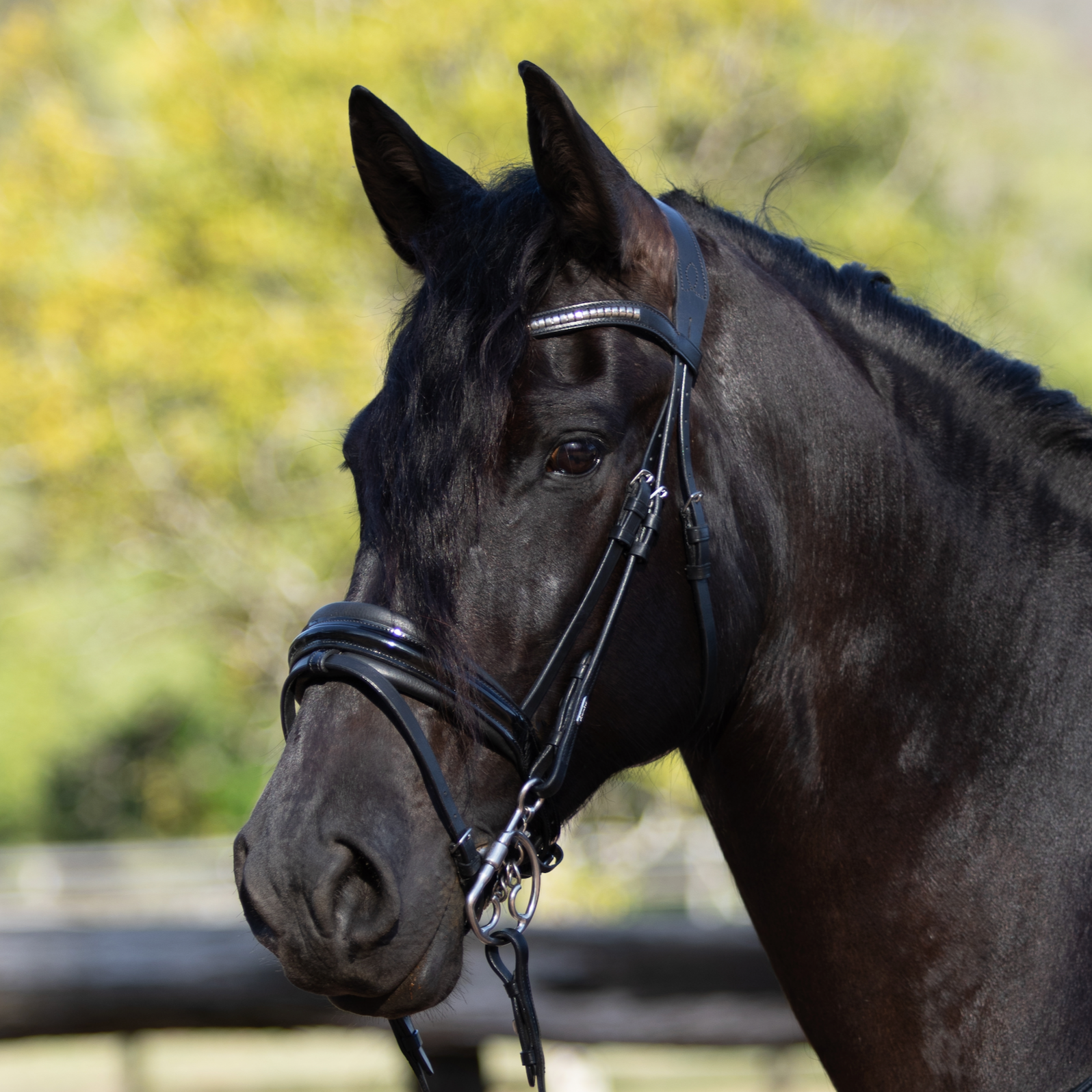 'Melodie' patent bridle - Lumiere Equestrian