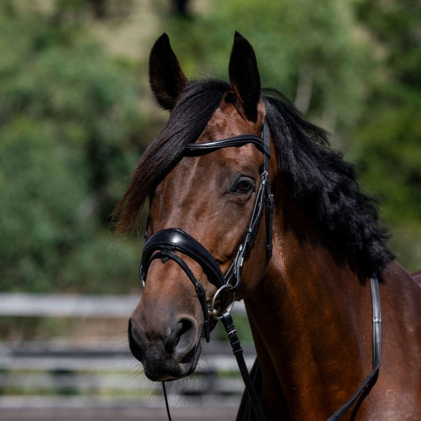 Classic curved leather browband - Lumiere Equestrian