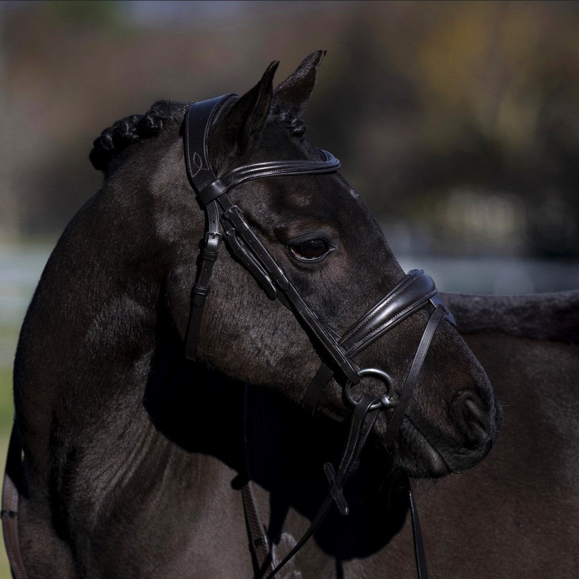 'Mikayla' Leather Bridle (Convertible) (Lumi Pony) - Lumiere Equestrian