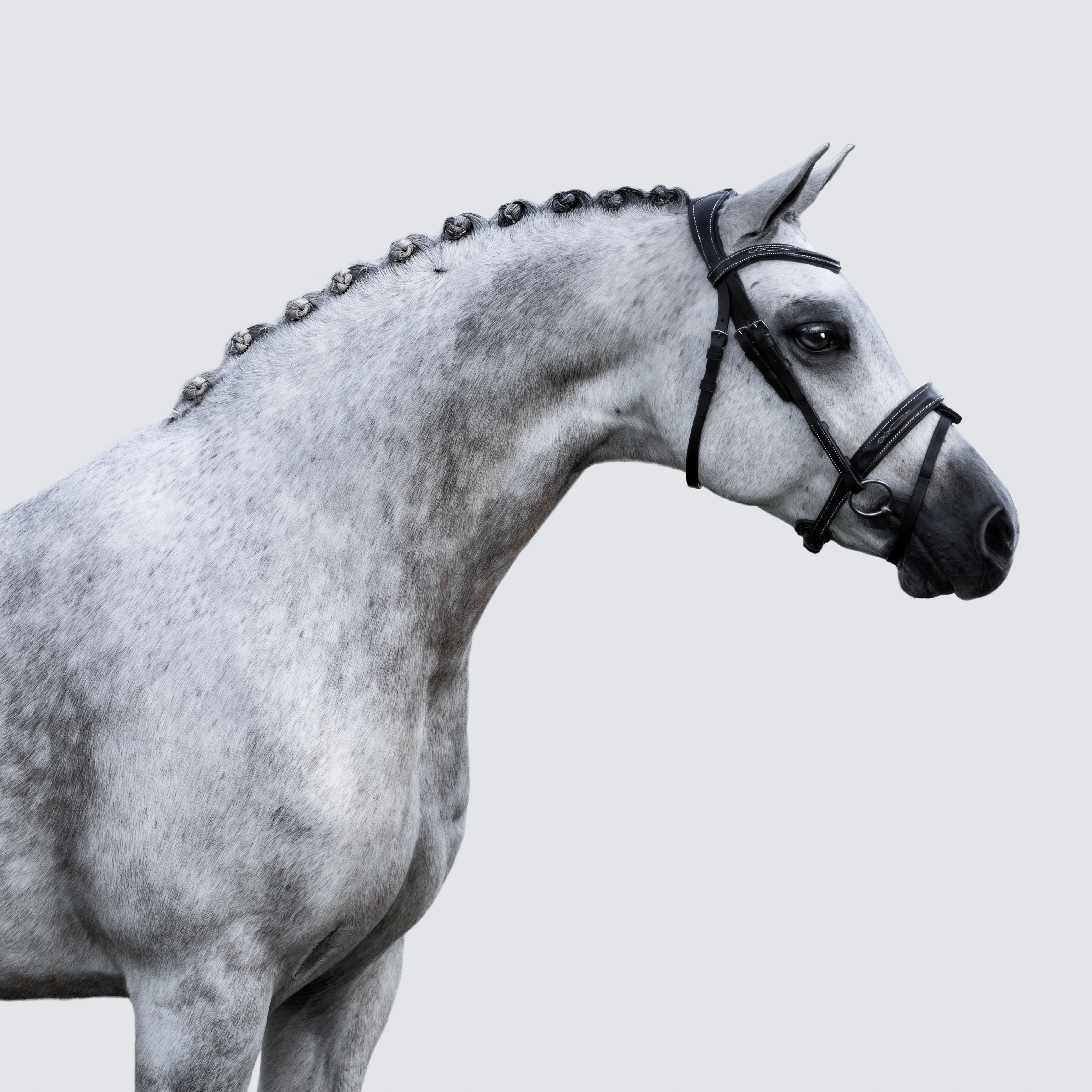 'Milan' leather bridle (convertible) (Lumi Pony) - Lumiere Equestrian