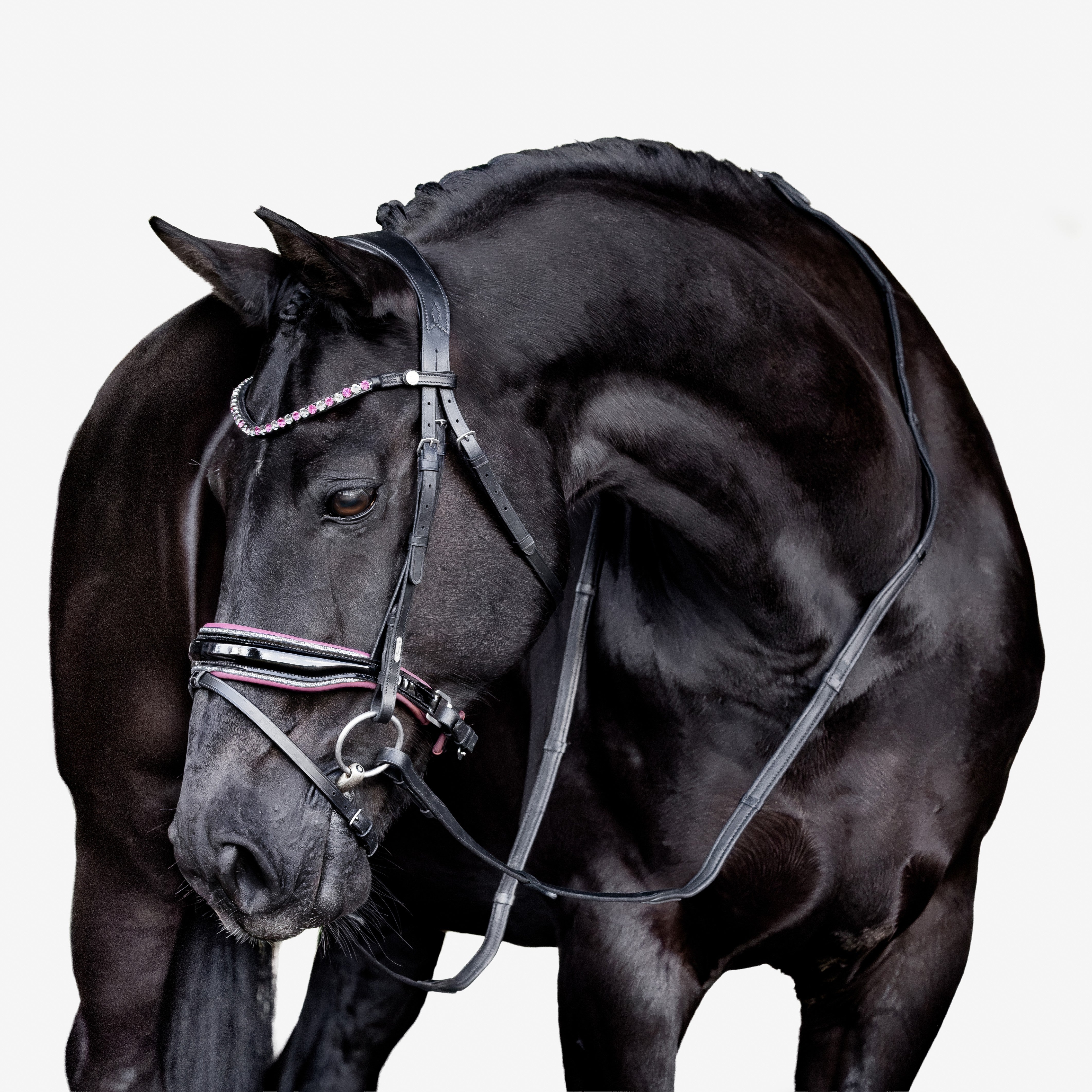 Paloma bridle
