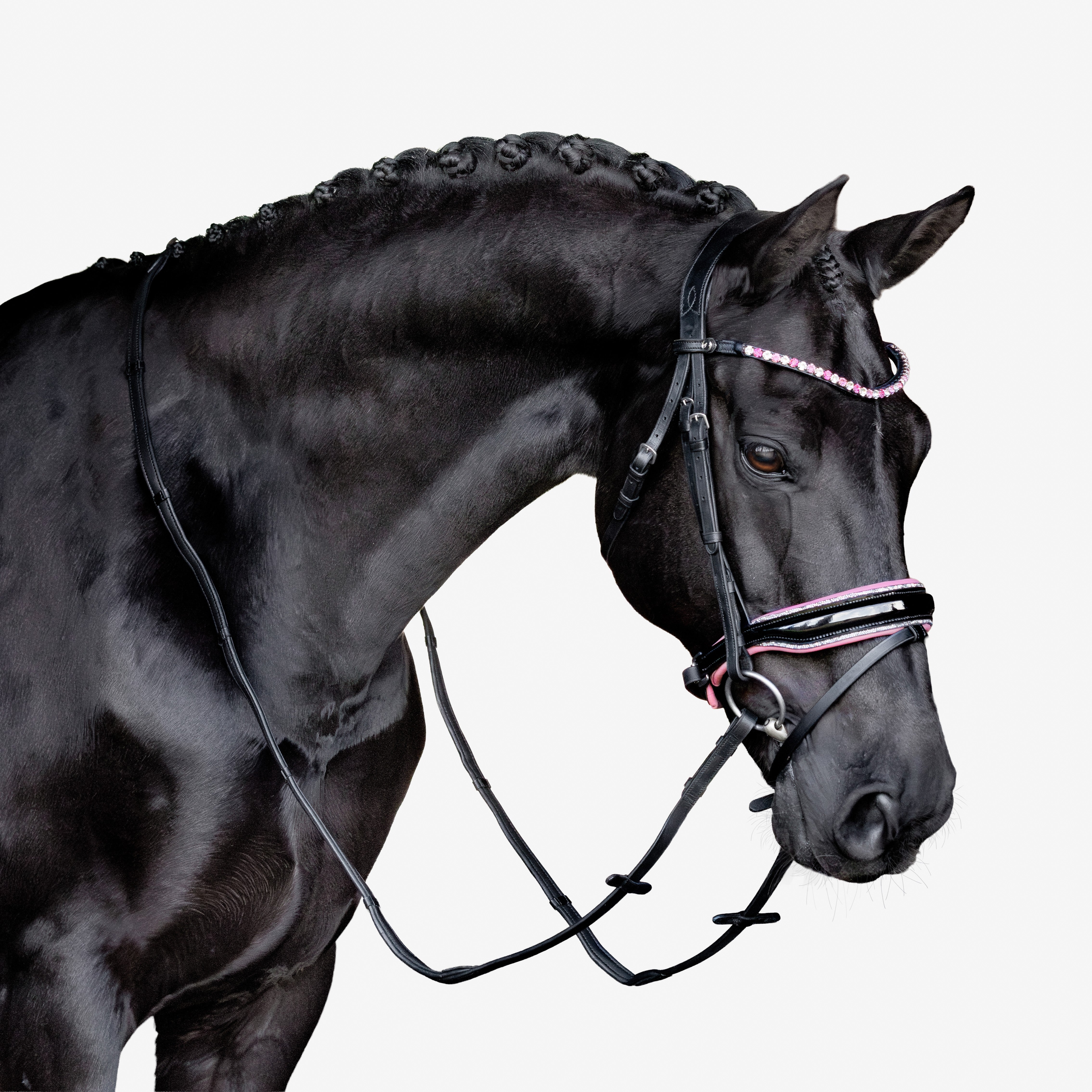 Paloma bridle