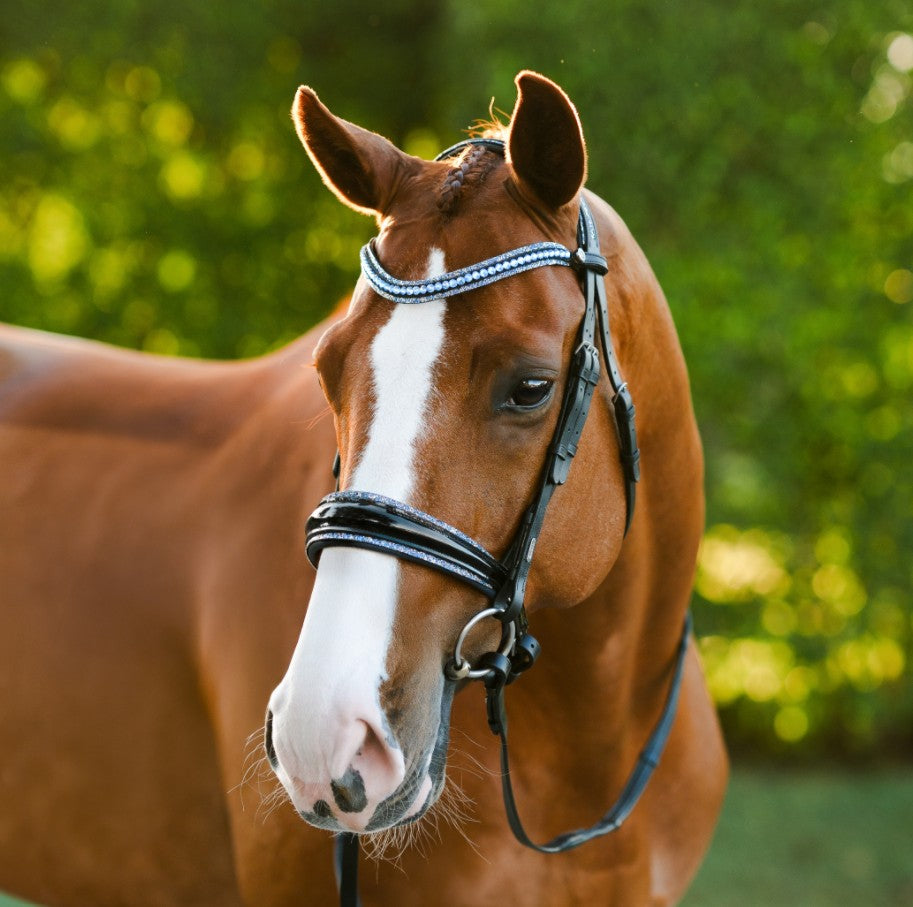 Paris bridle (cavesson)