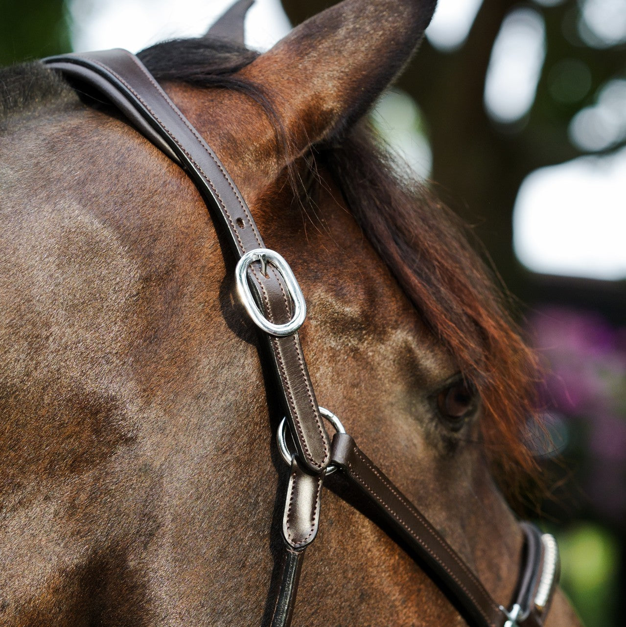 Perseus halter