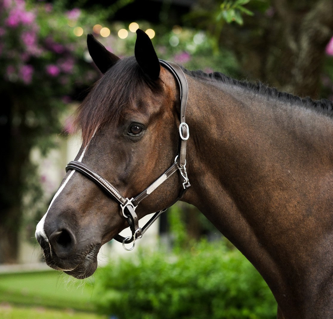 Perseus halter