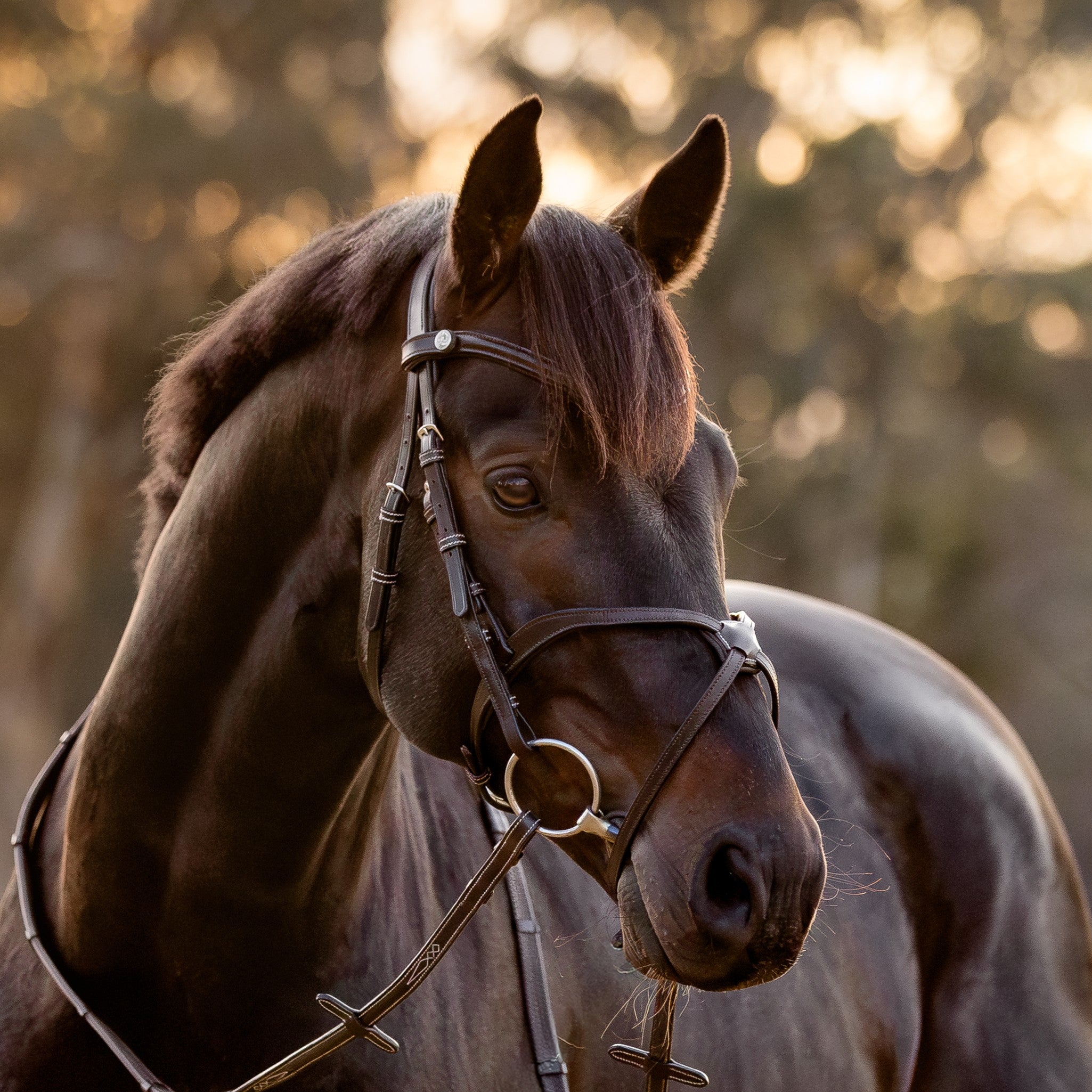 Pia grackle bridle