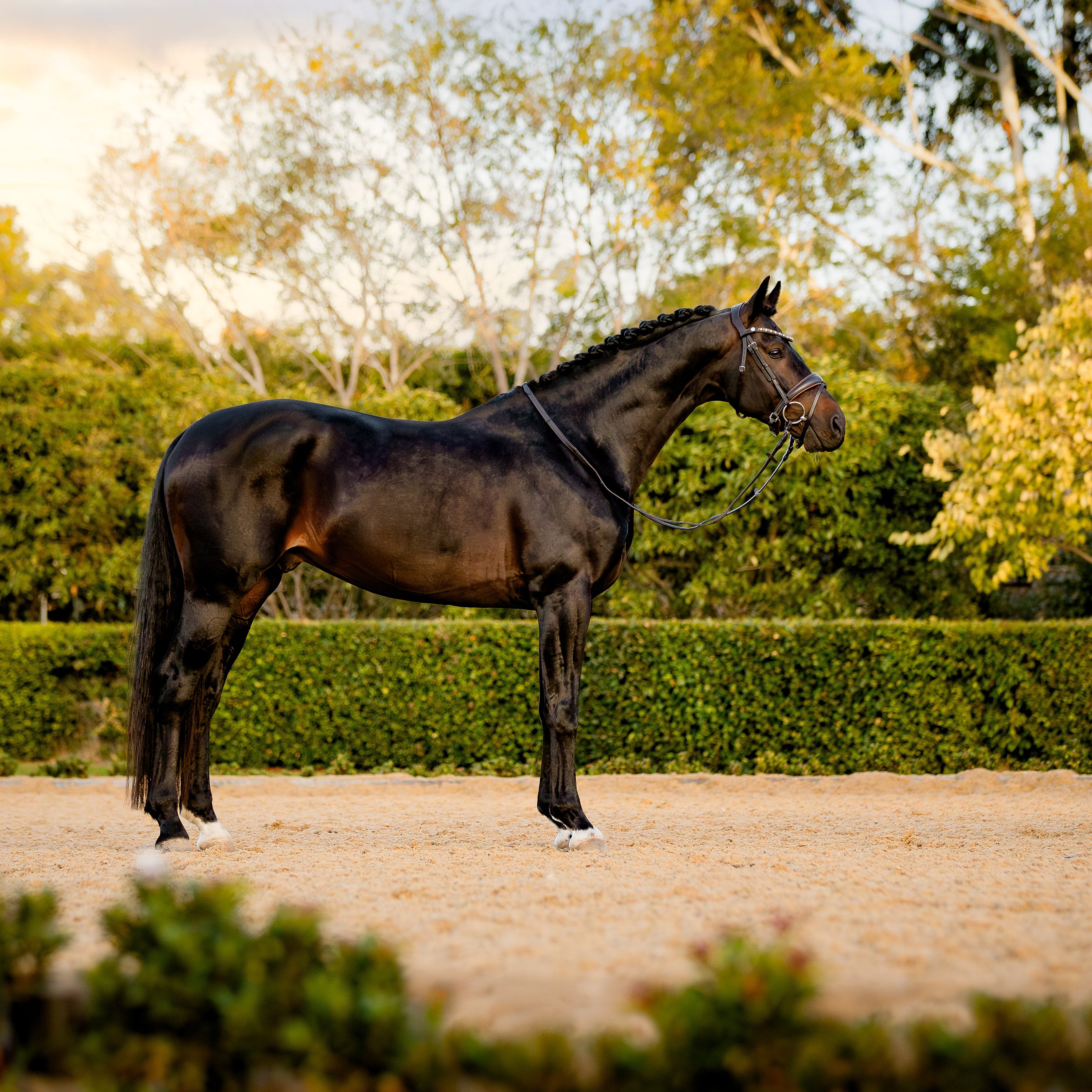 Pippa bridle