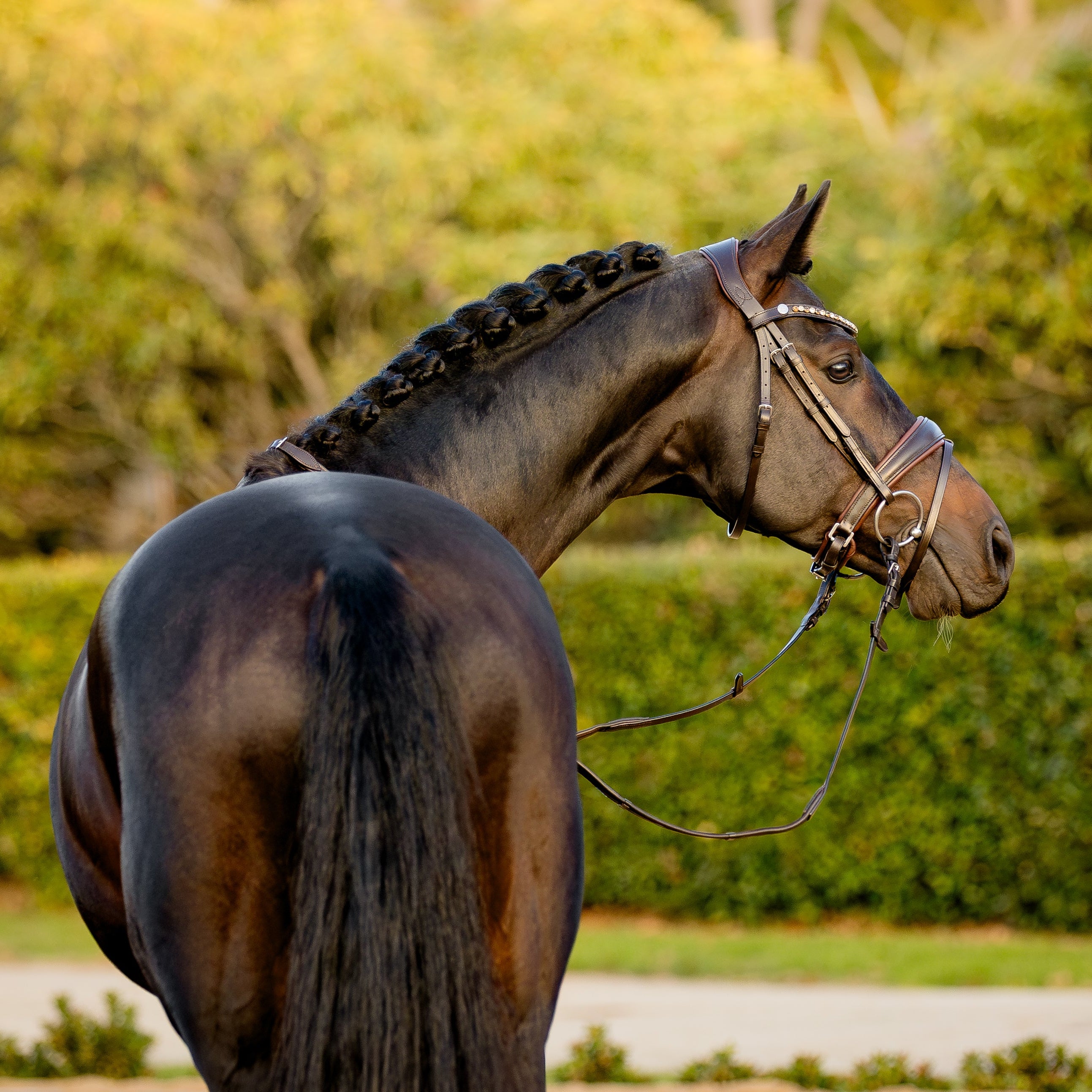 Pippa bridle