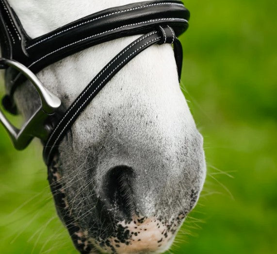 Close-up of a horse's face wearing a bridle with a blurred green background