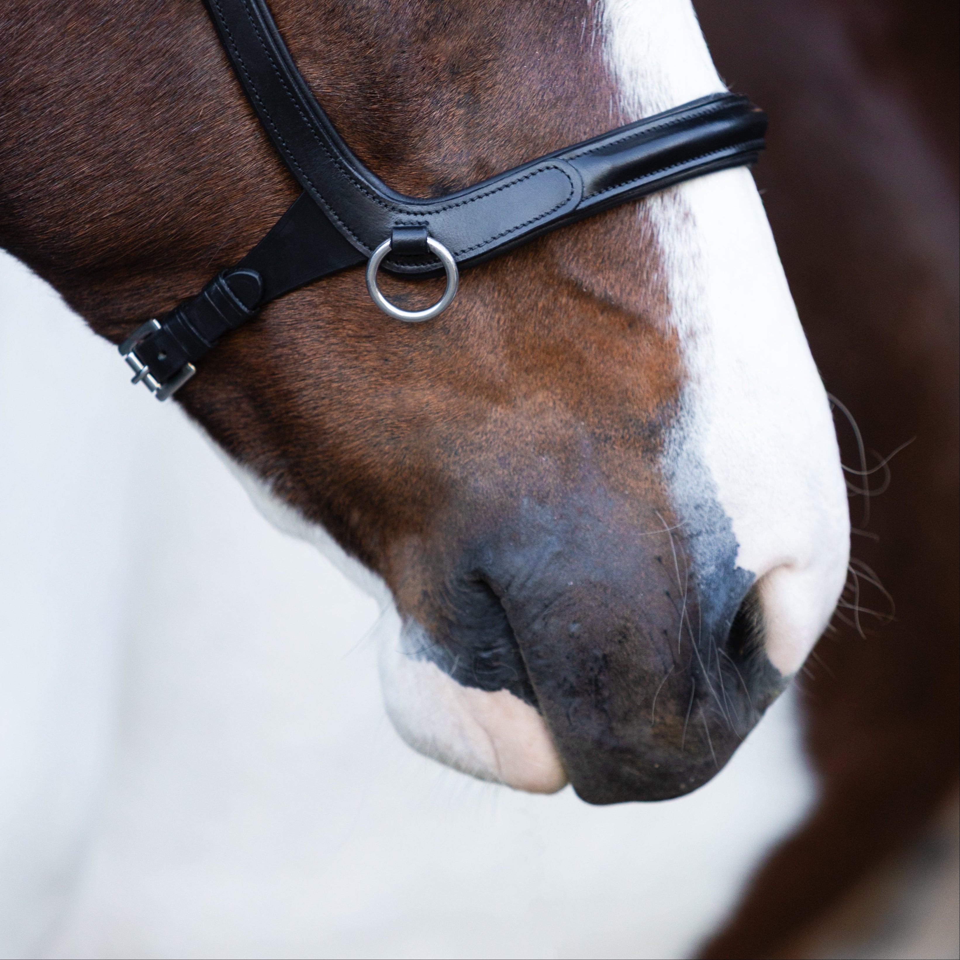 Santiago Bitless Bridle - Lumiere Equestrian